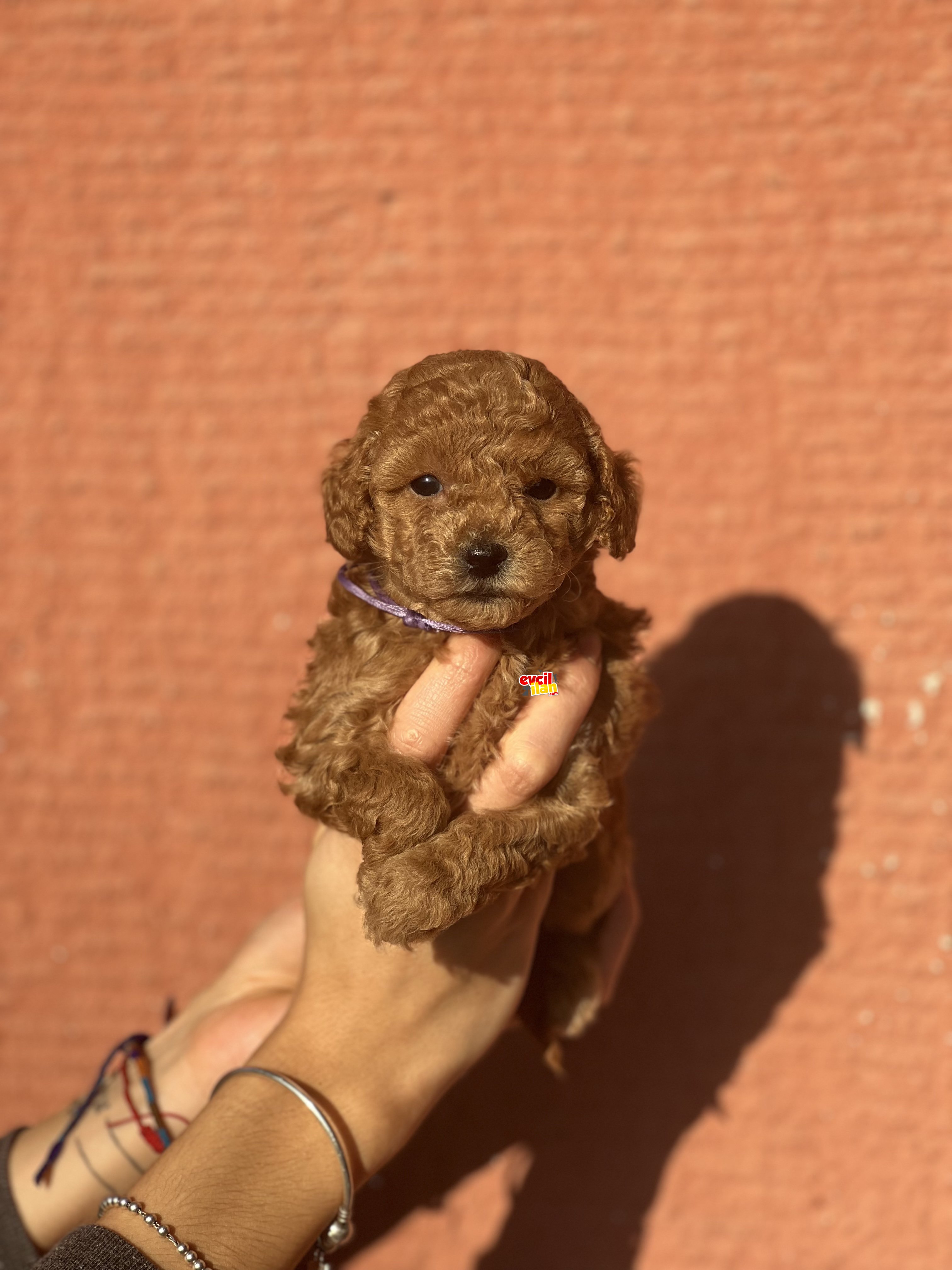 BEBEK SURAT TOY POODLE YAVRULAR 