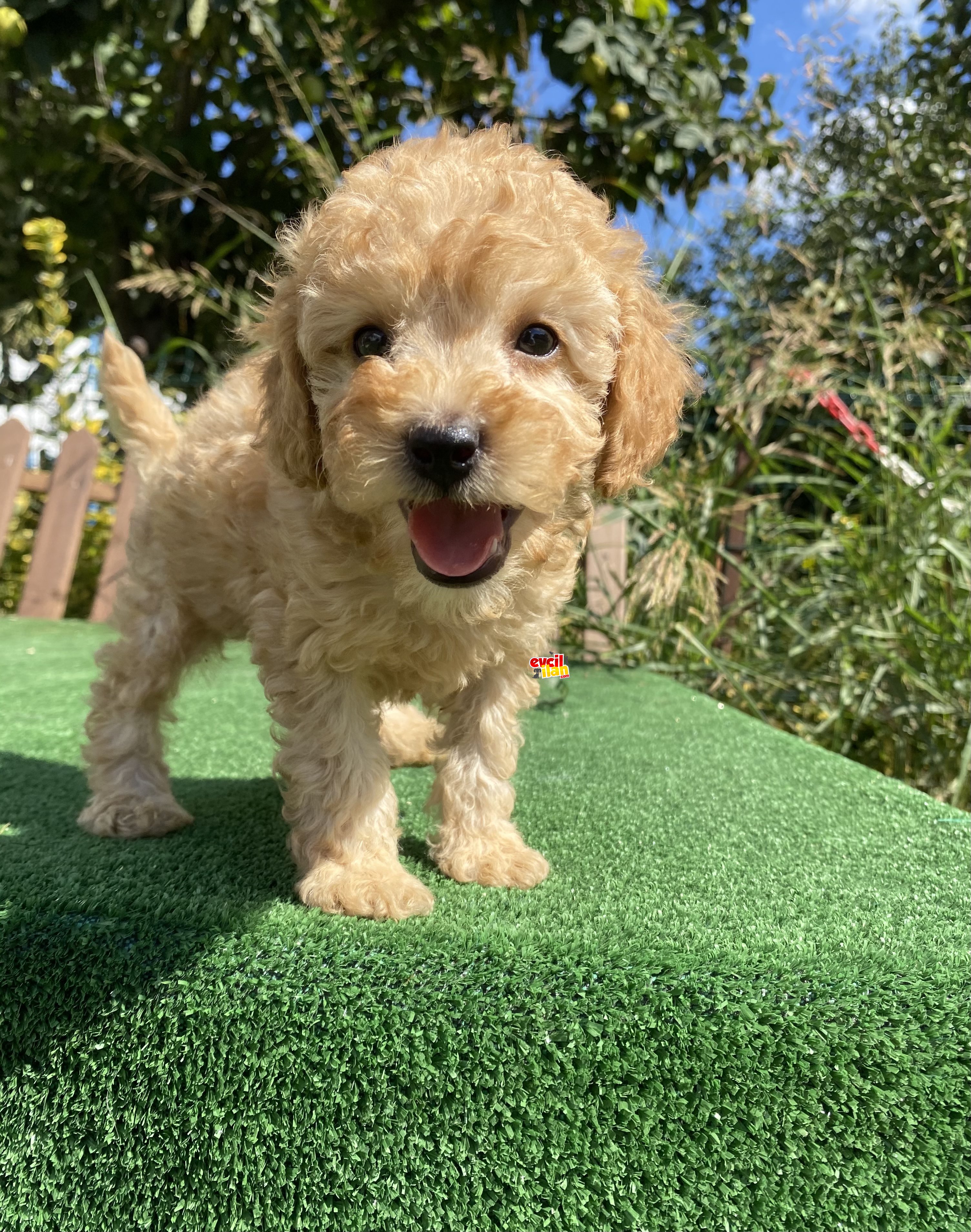 BEBEK SURAT TOY POODLE YAVRULAR