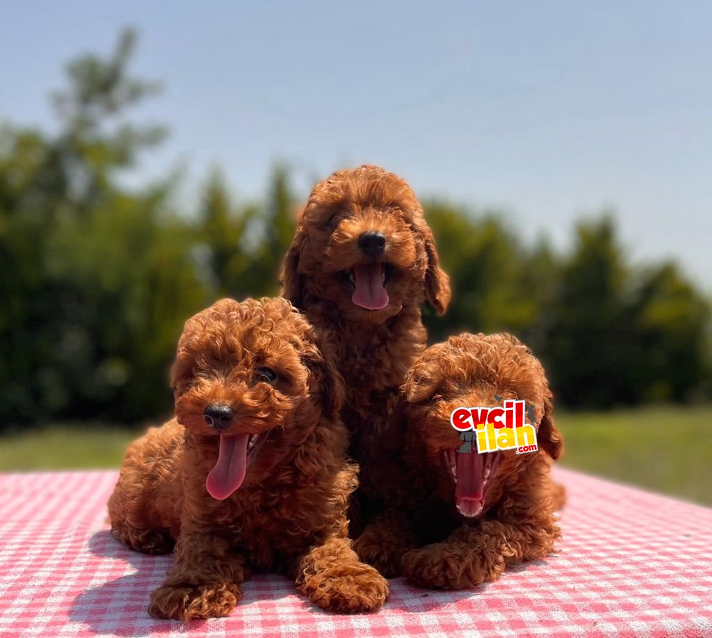 BEBEK SURAT TOY POODLE YAVRULAR