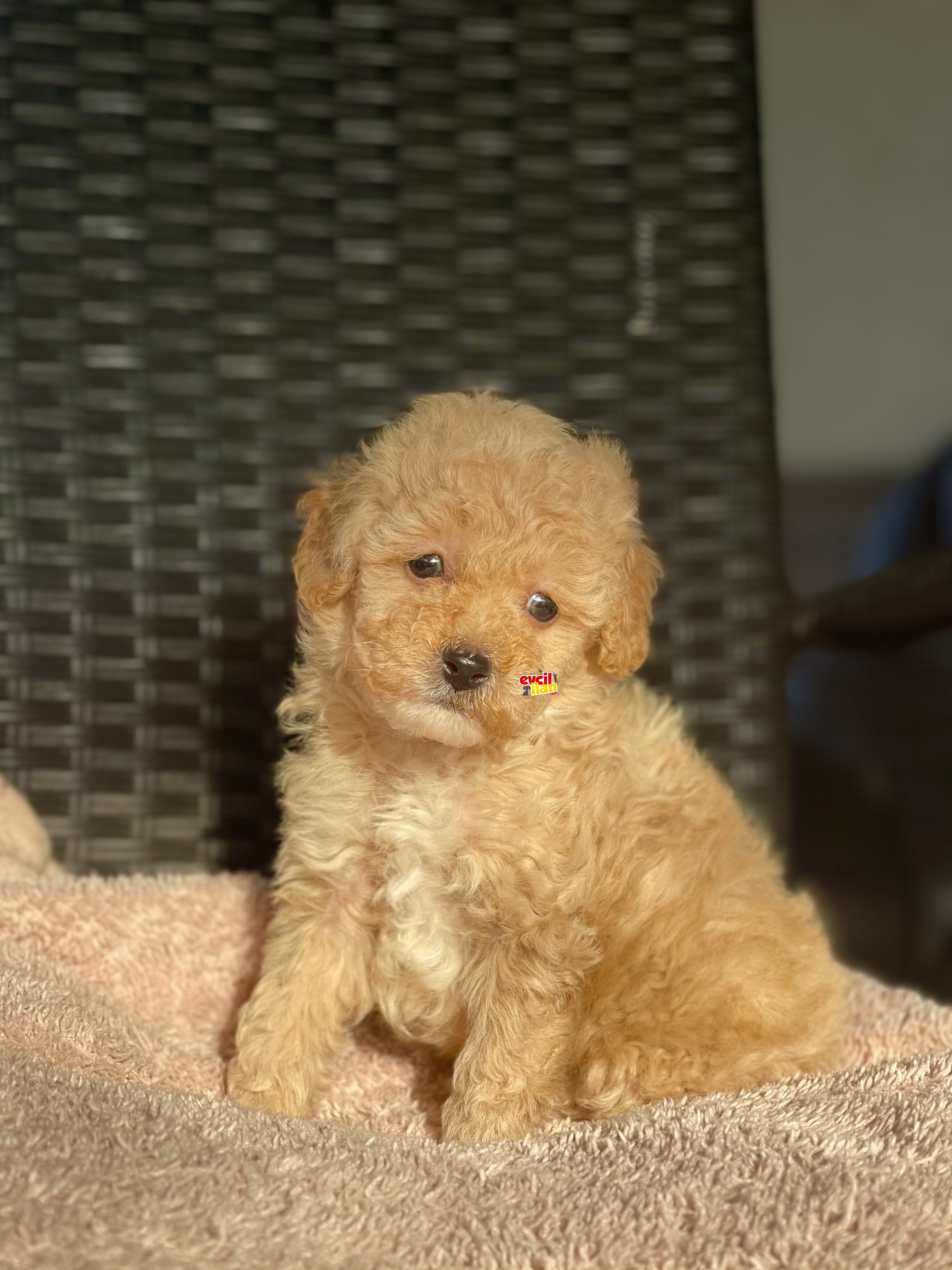 BEBEK SURAT TOY POODLE YAVRULAR