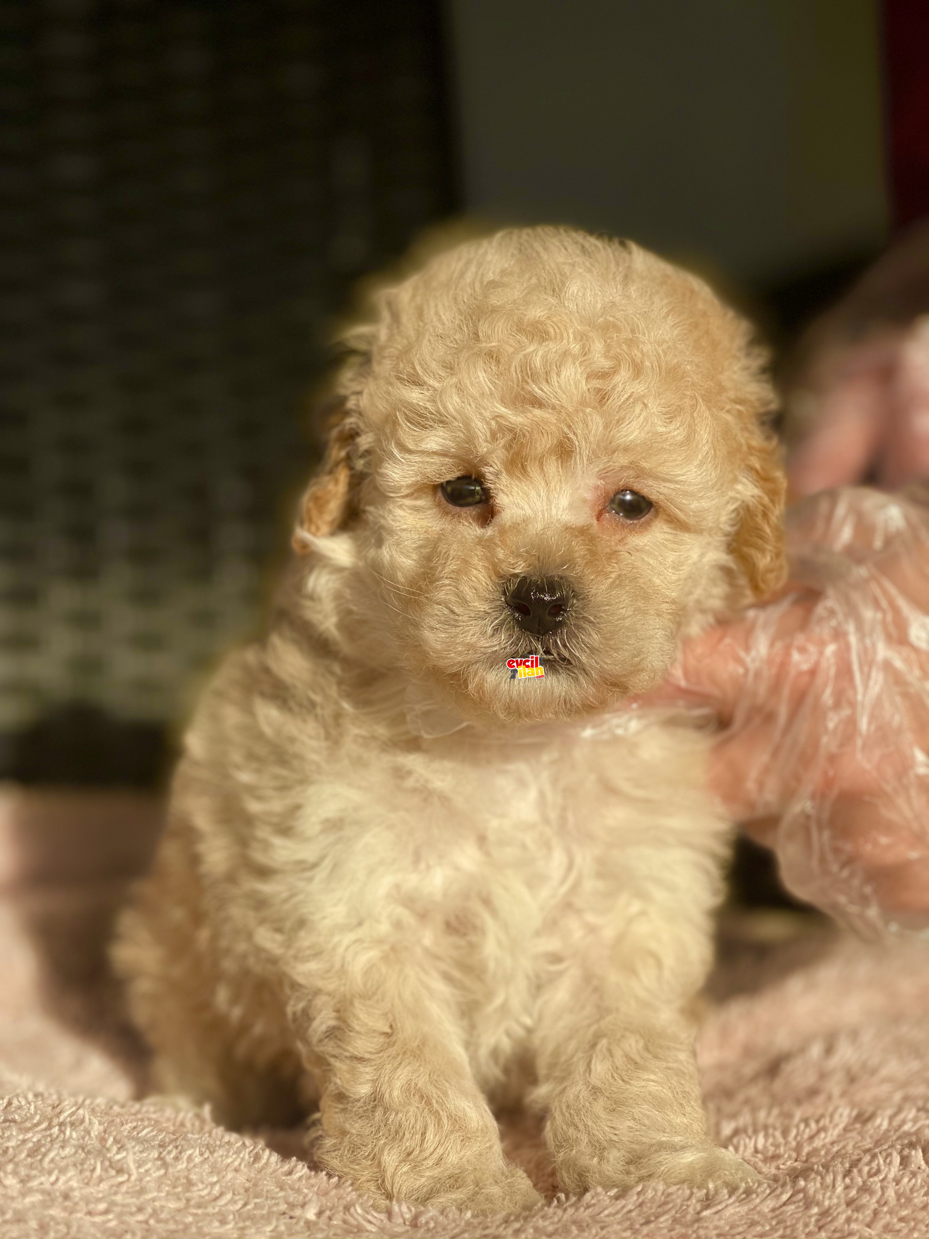 BEBEK SURAT TOY POODLE YAVRULAR