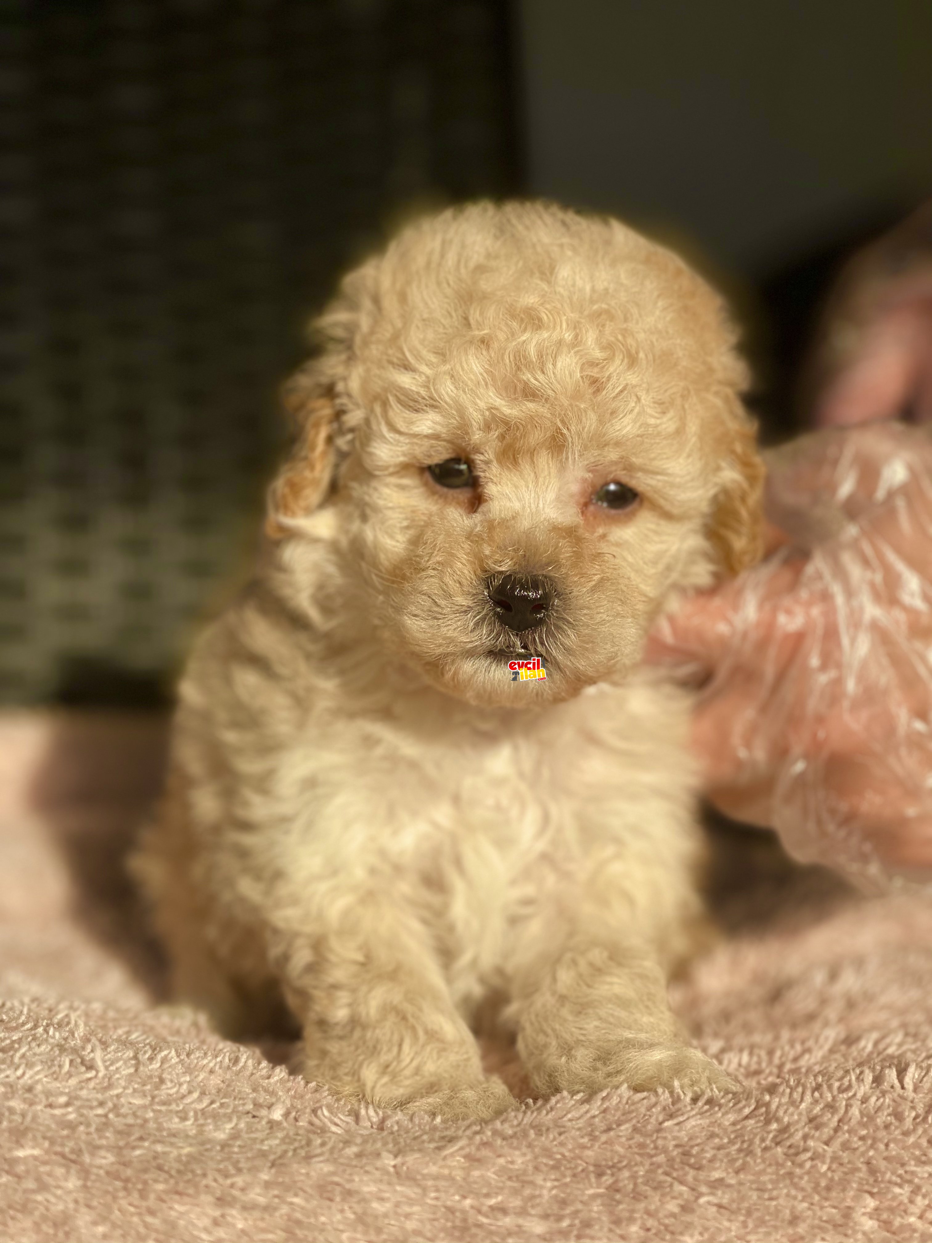 BEBEK SURAT TOY POODLE YAVRULAR