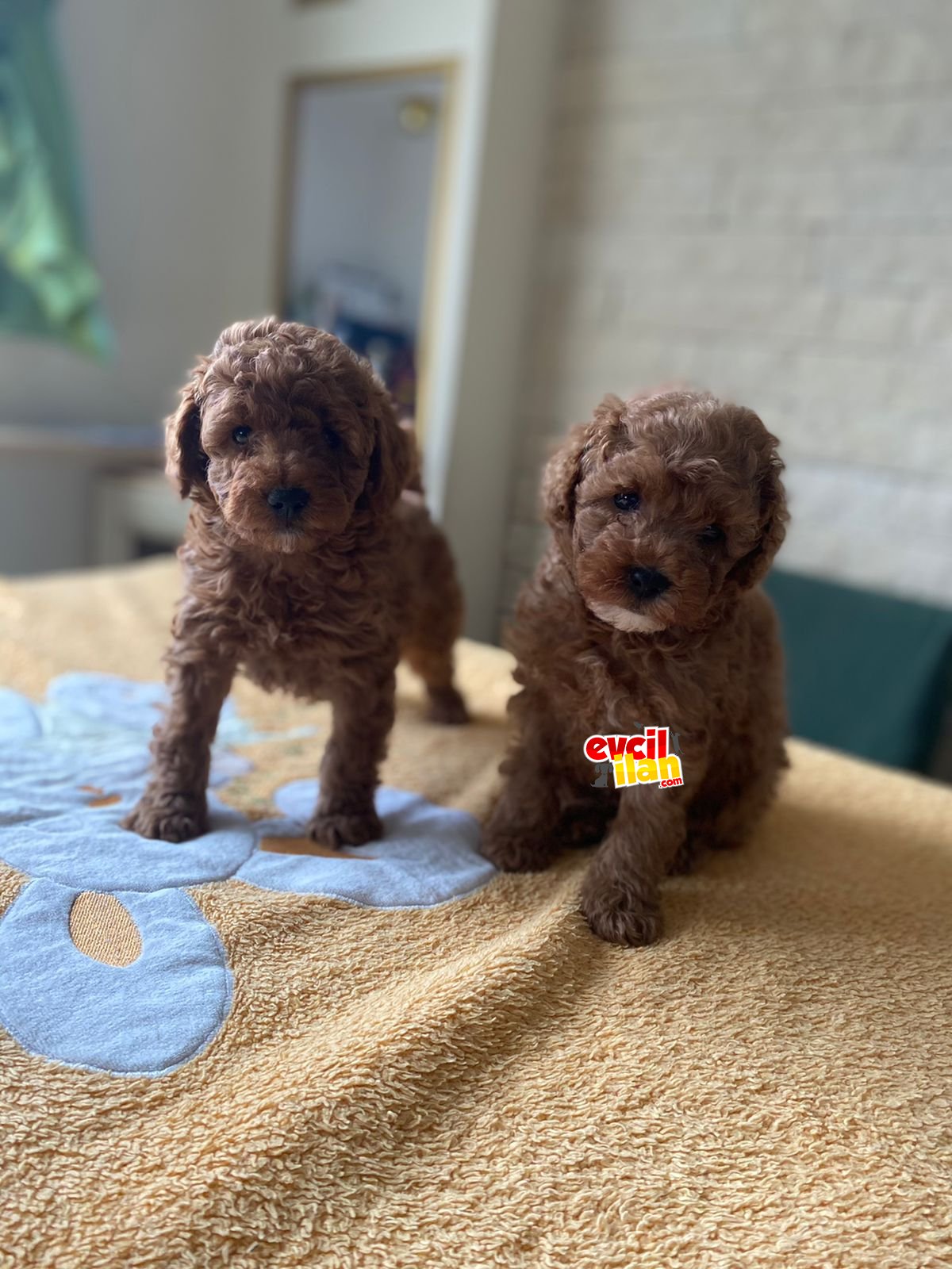 BEBEK SURAT TOY POODLE YAVRULAR