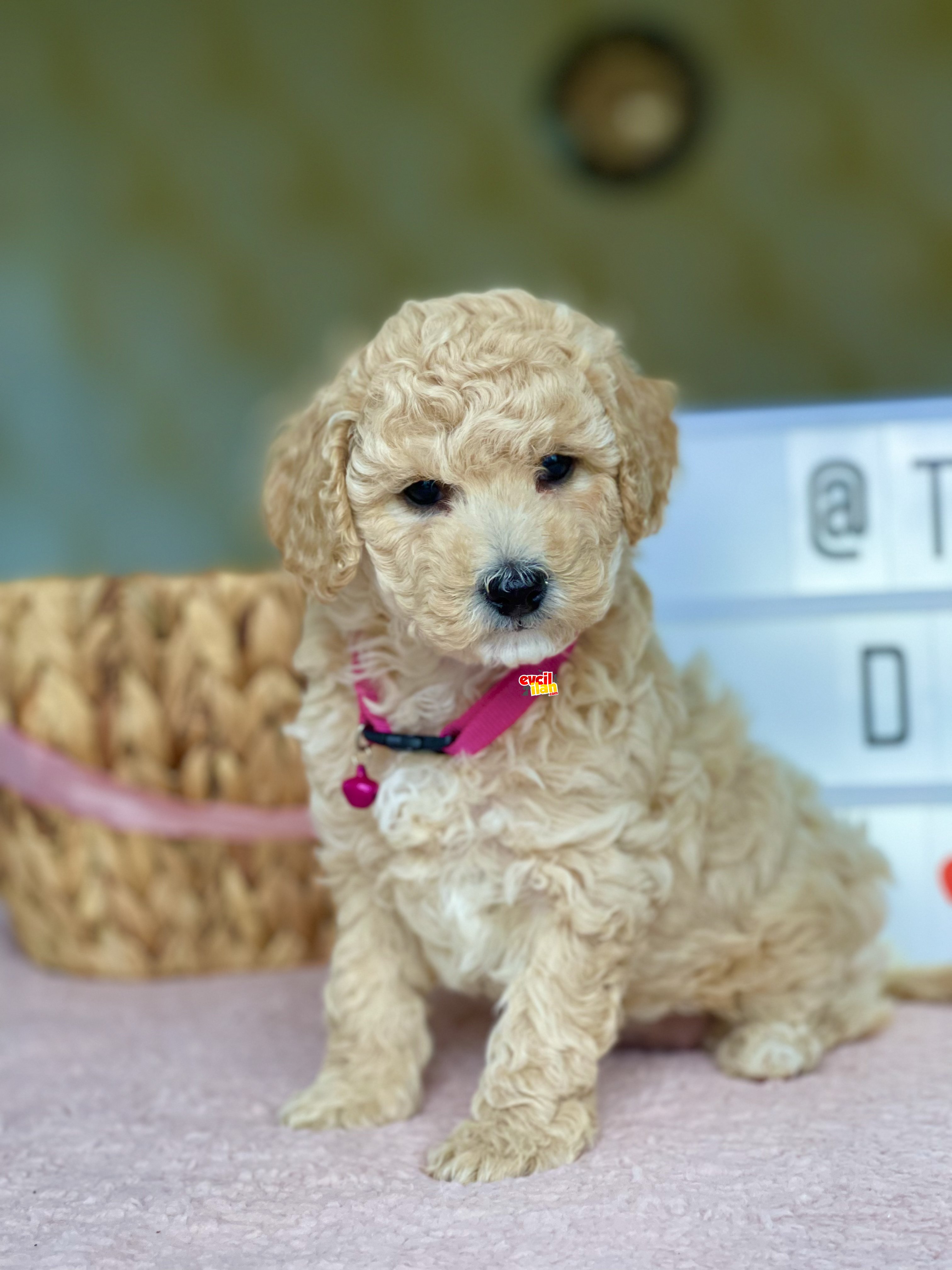 BEBEK SURAT TOY POODLE YAVRULAR 