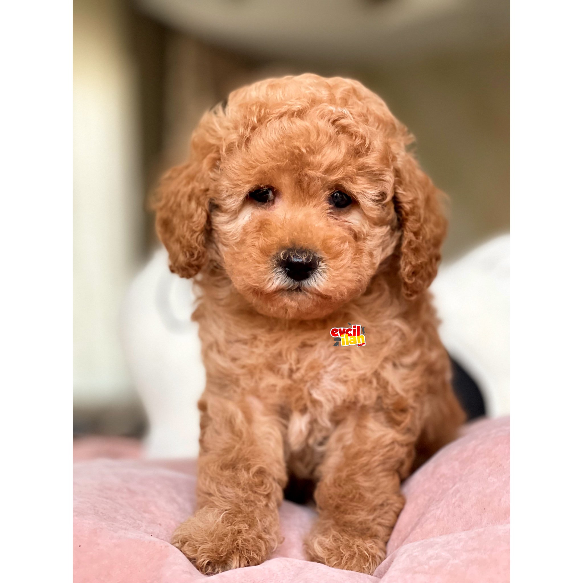 BEBEK SURAT TOY POODLE YAVRULAR 