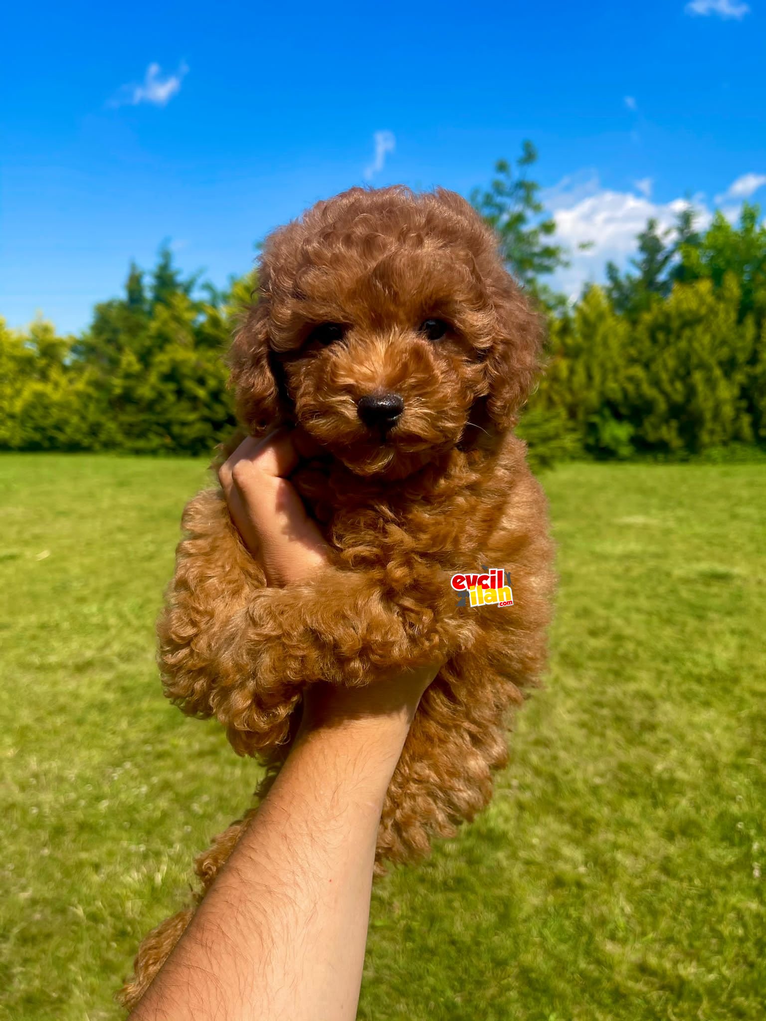 BEBEK SURAT TOY POODLE YAVRULAR