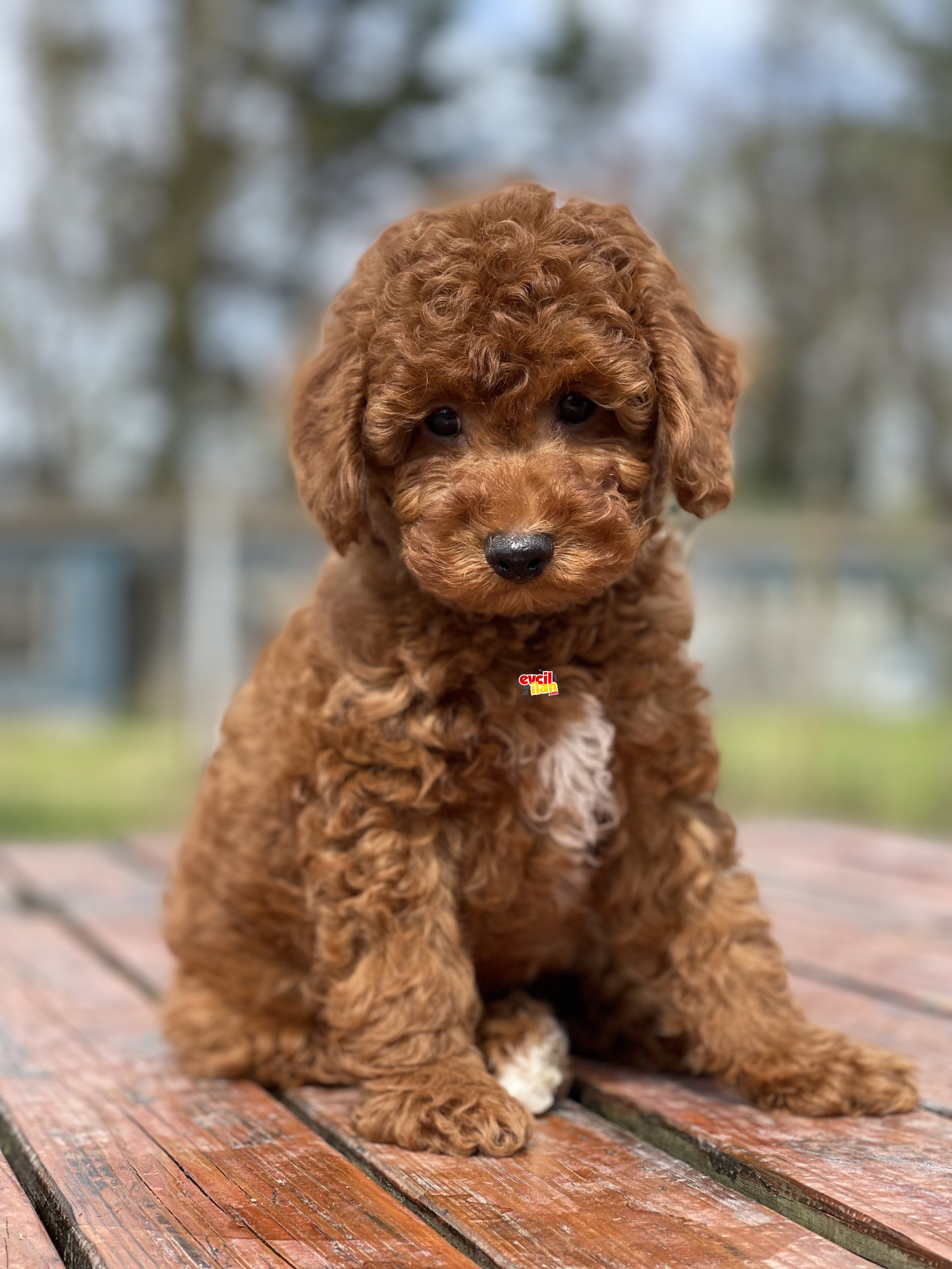 BEBEK SURAT TOY POODLE YAVRULAR