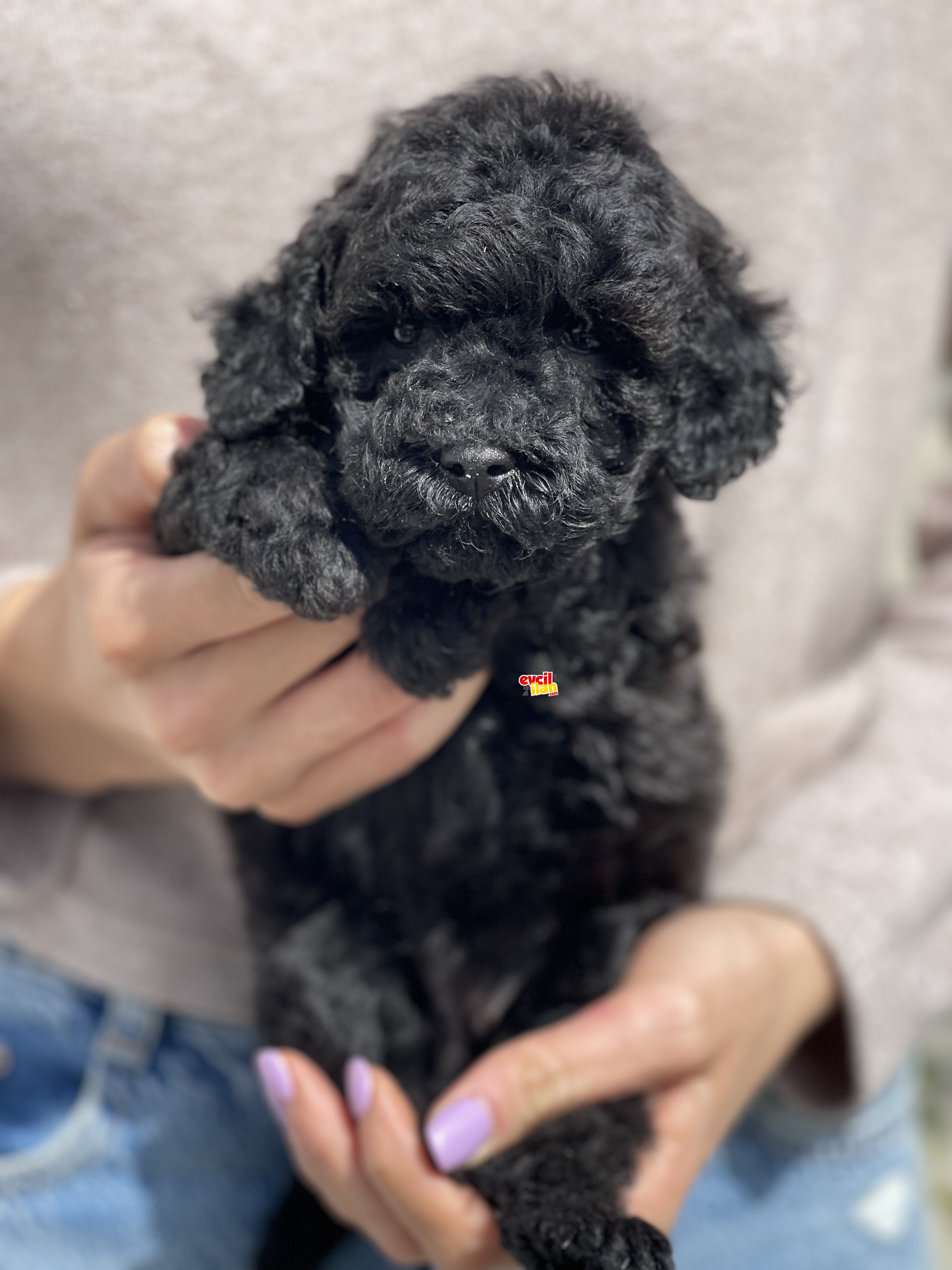 BEBEK SURAT TOY POODLE YAVRULAR