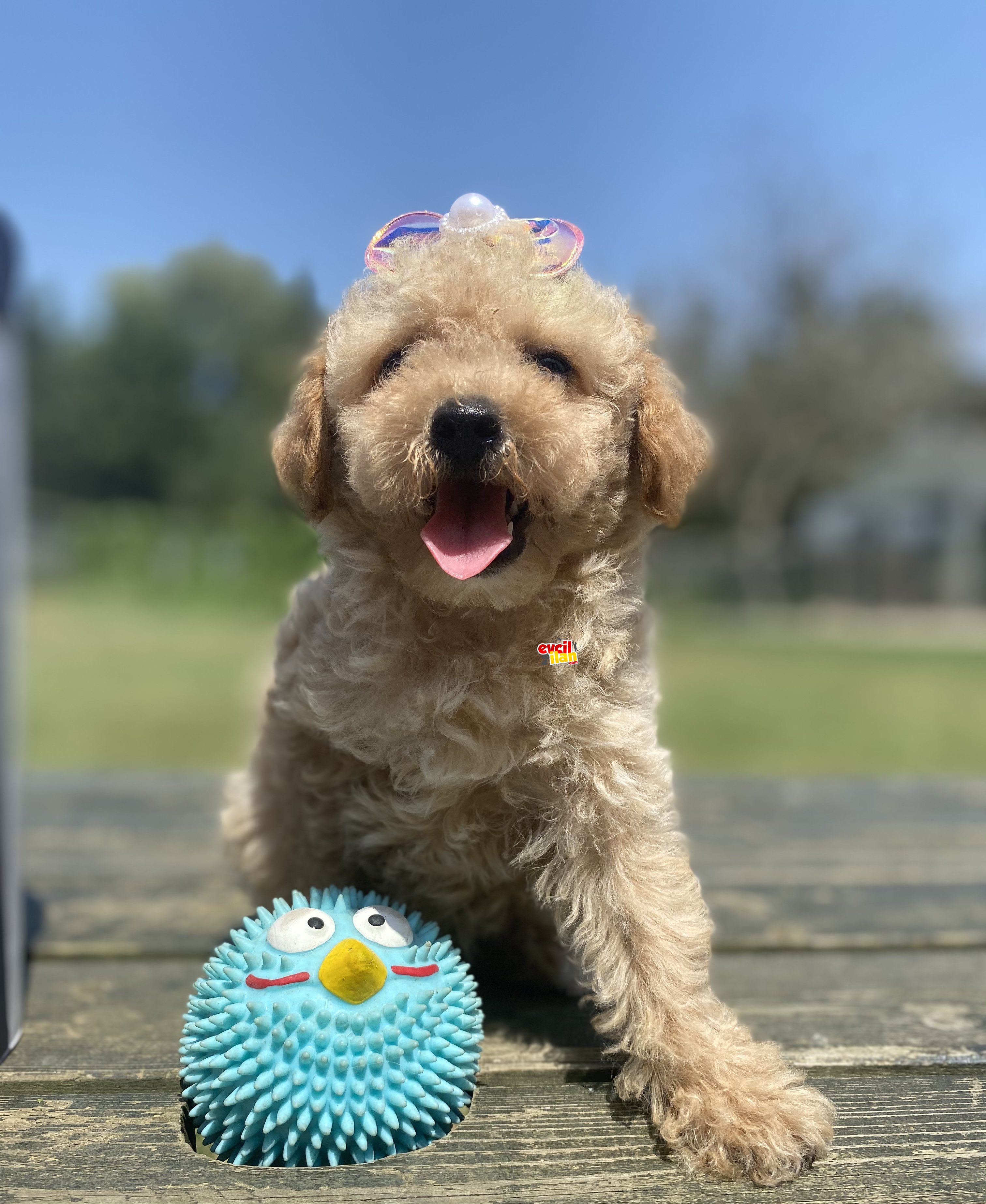 BEBEK SURAT TOY POODLE YAVRULAR