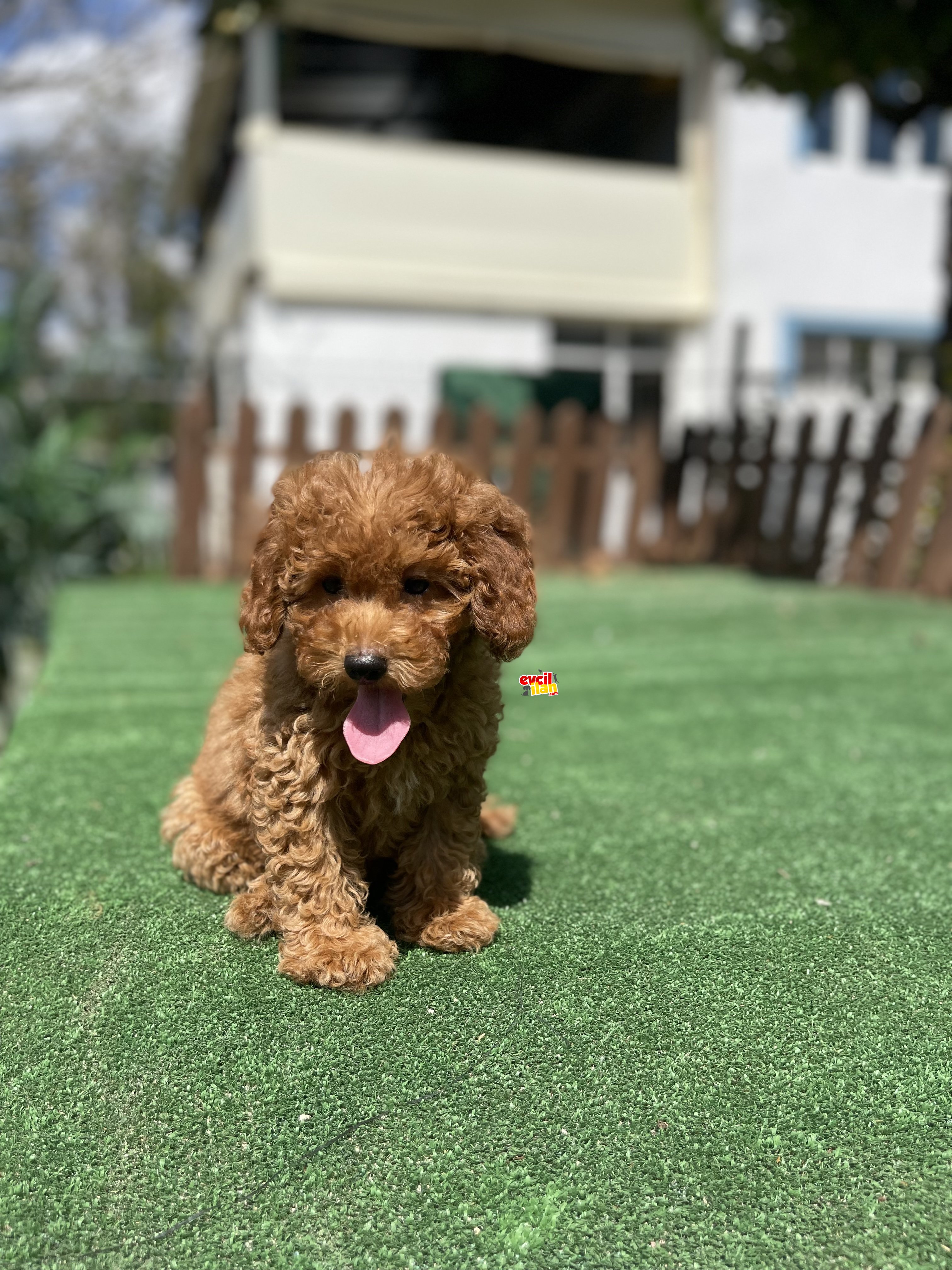 BEBEK SURAT TOY POODLE YAVRULAR