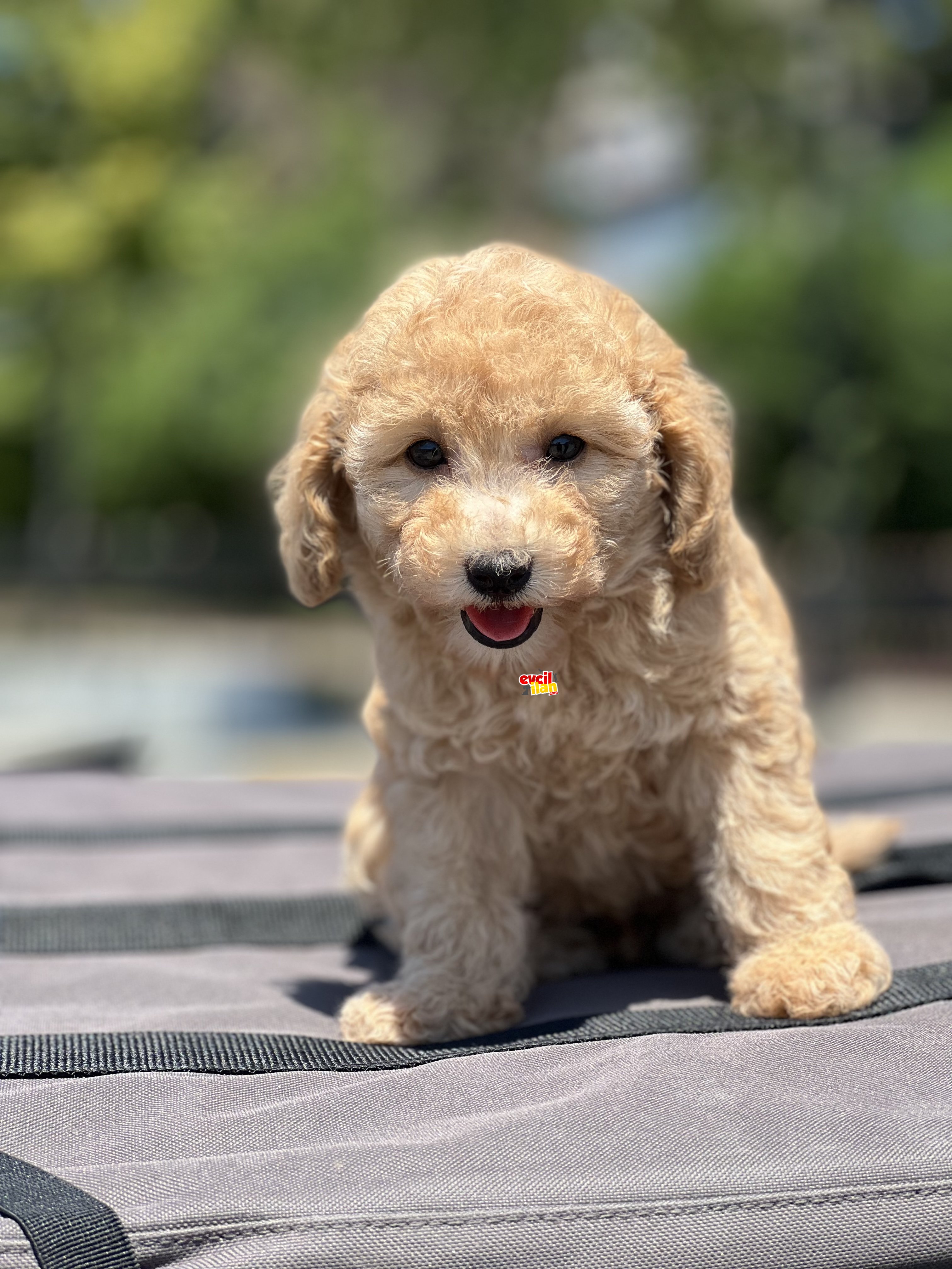 BEBEK SURAT TOY POODLE YAVRULAR