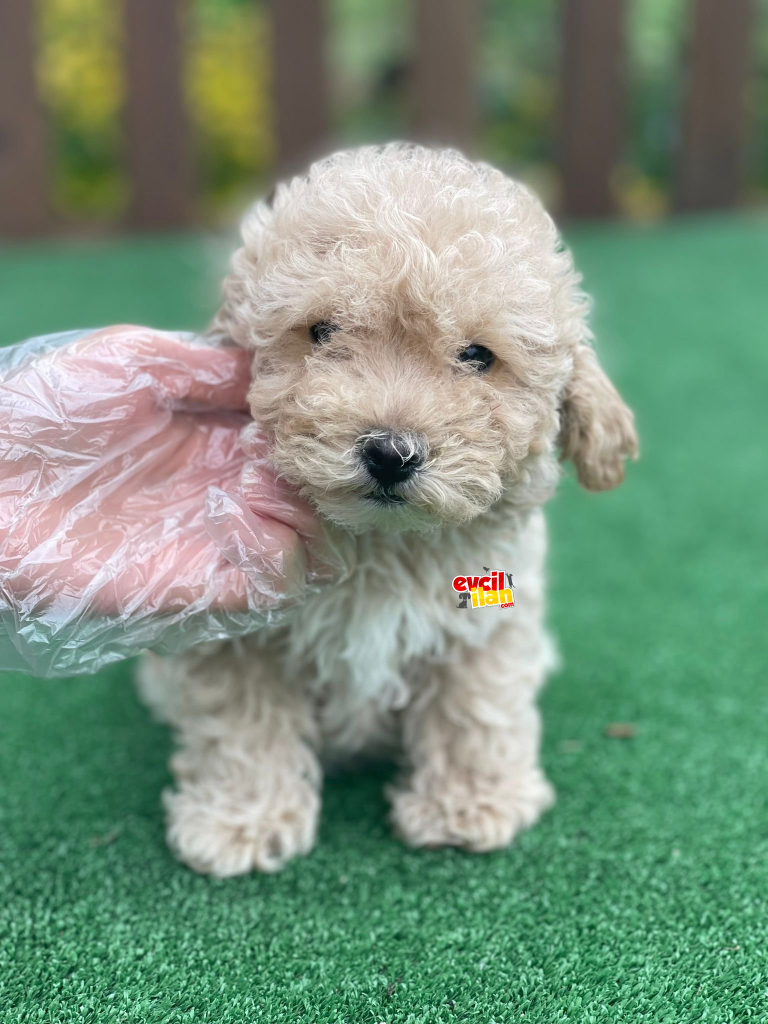 Bebek Surat Toy Poodle Yavrularimiz