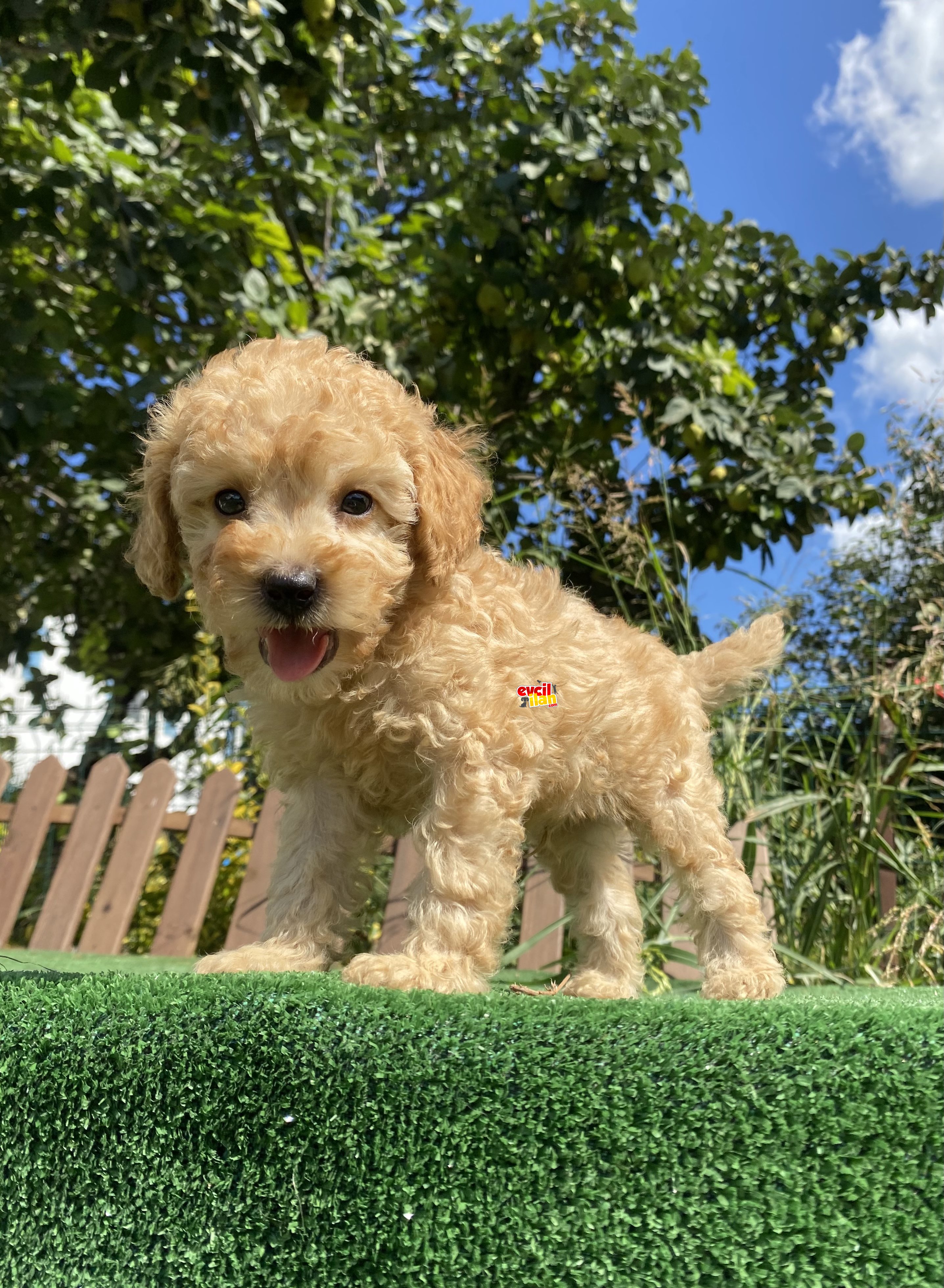 BEBEK SURAT TOY POODLE