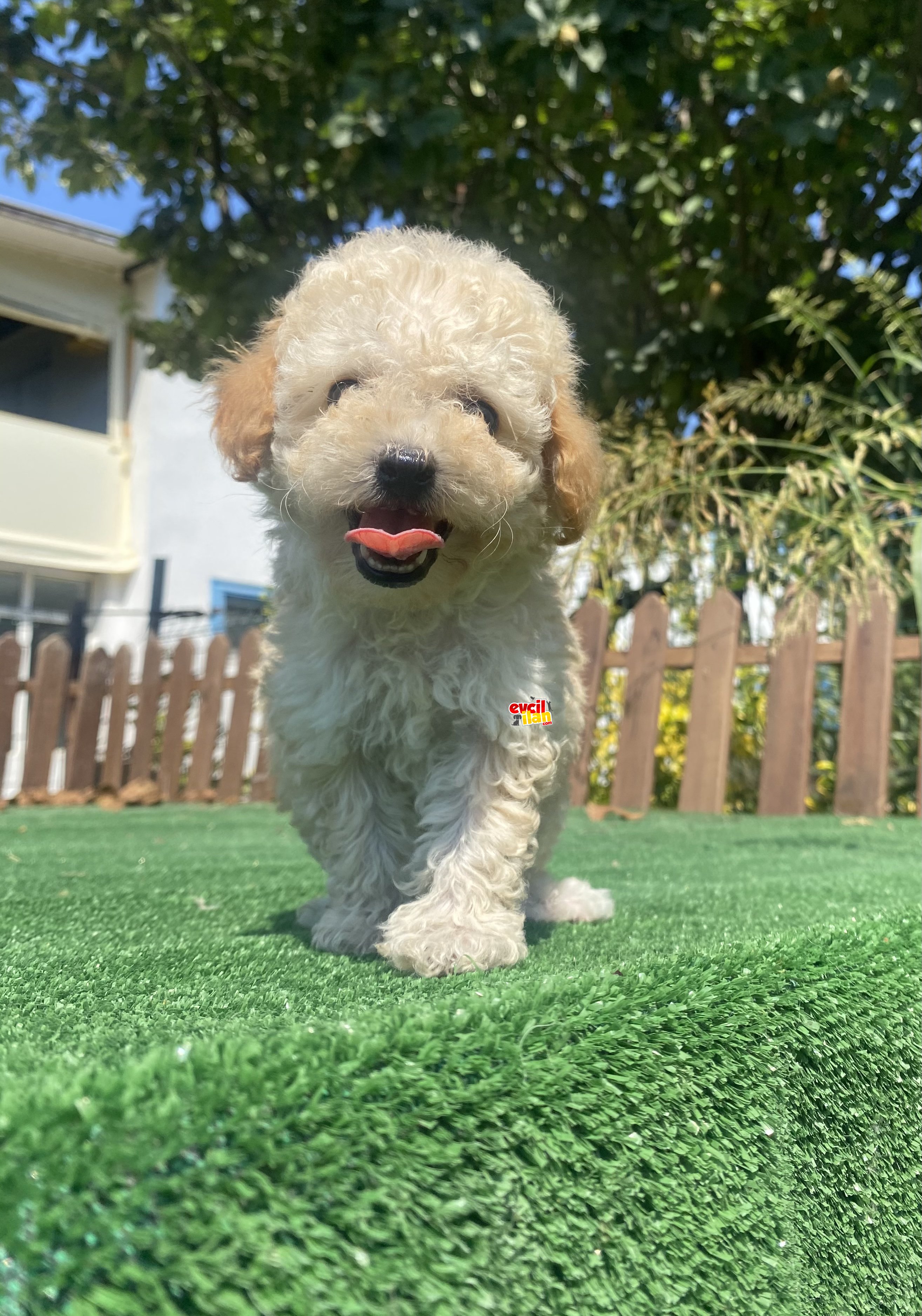 BEBEK SURAT UYGUN TOY POODLE 