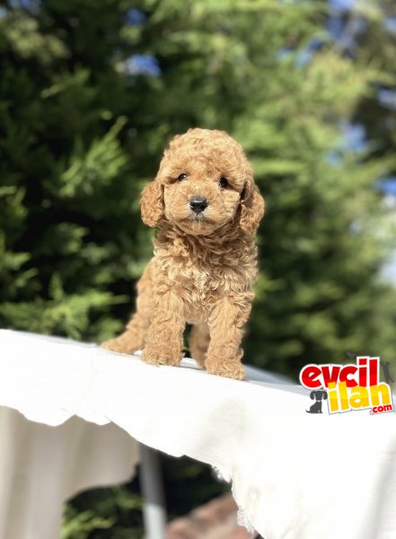 BEBEK SURATLI DİŞİ POODLE BEBEĞİMİZ