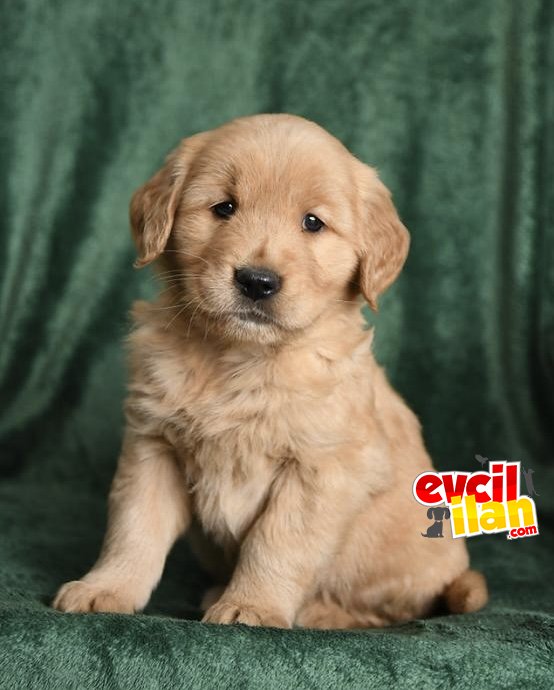 BEBEK SURATLI GOLDEN RETRIVER 