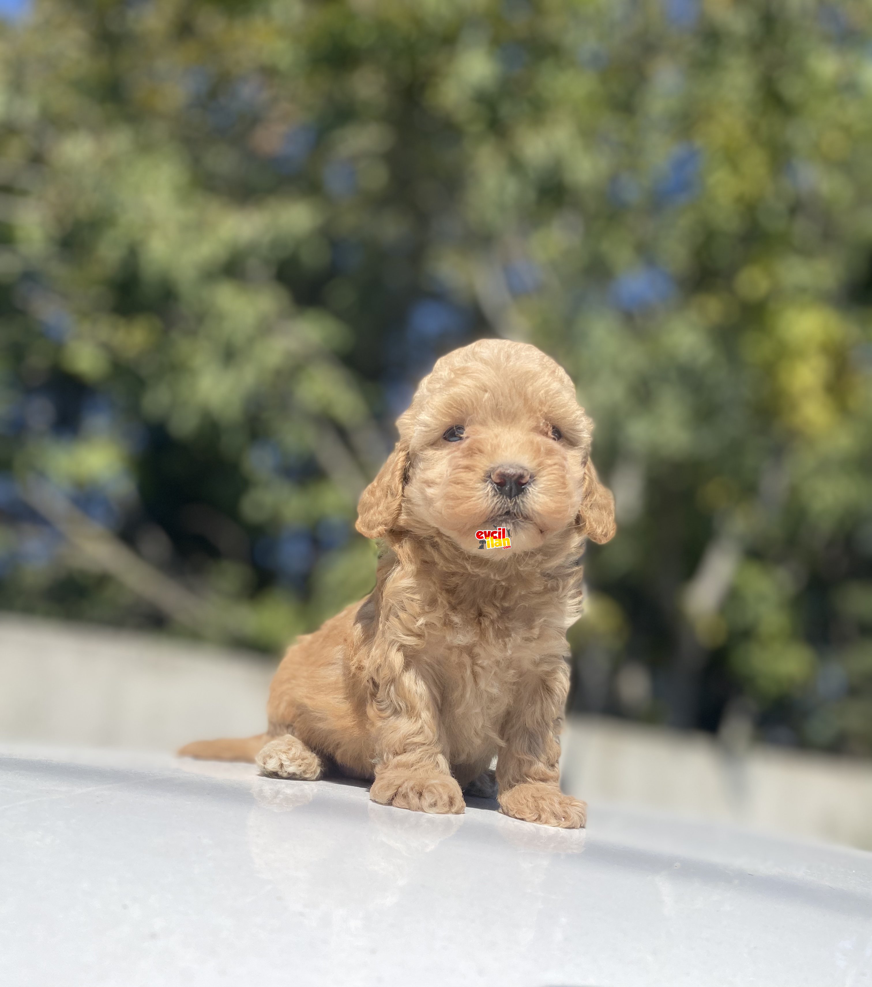 BEBEK YÜZLÜ DİŞİ POODLE BEBEĞİMİZ