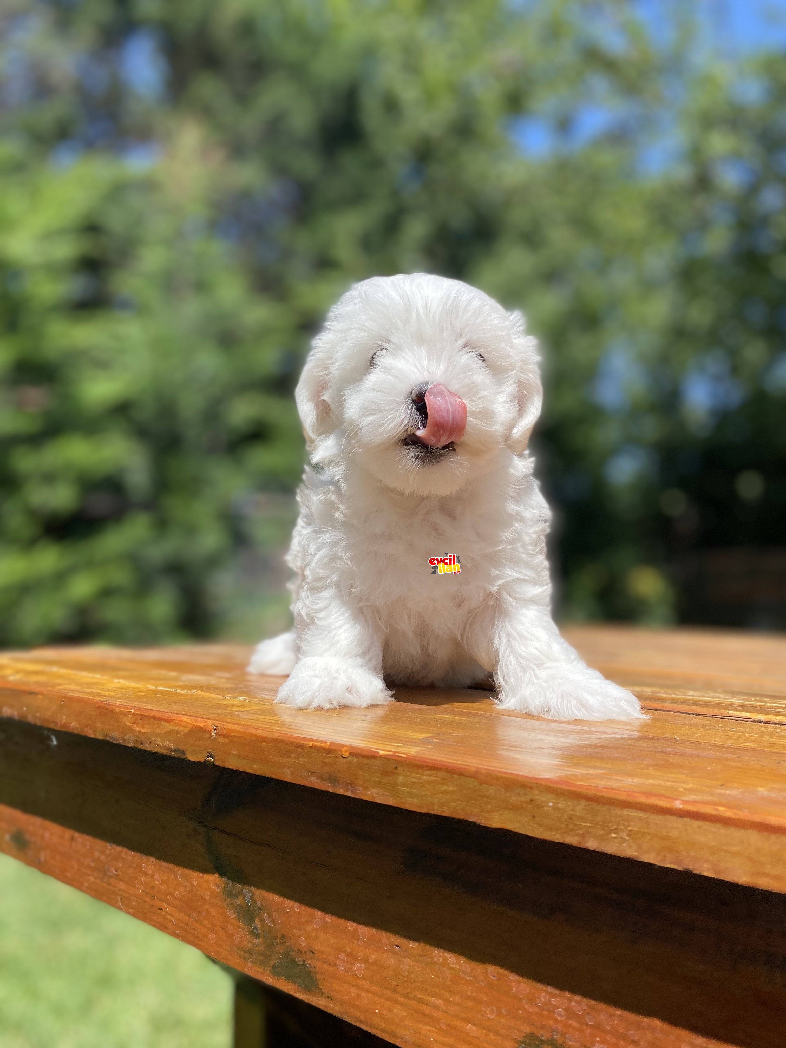 BEBEK YÜZLÜ MALTESE TERRİER YAVRULAR 