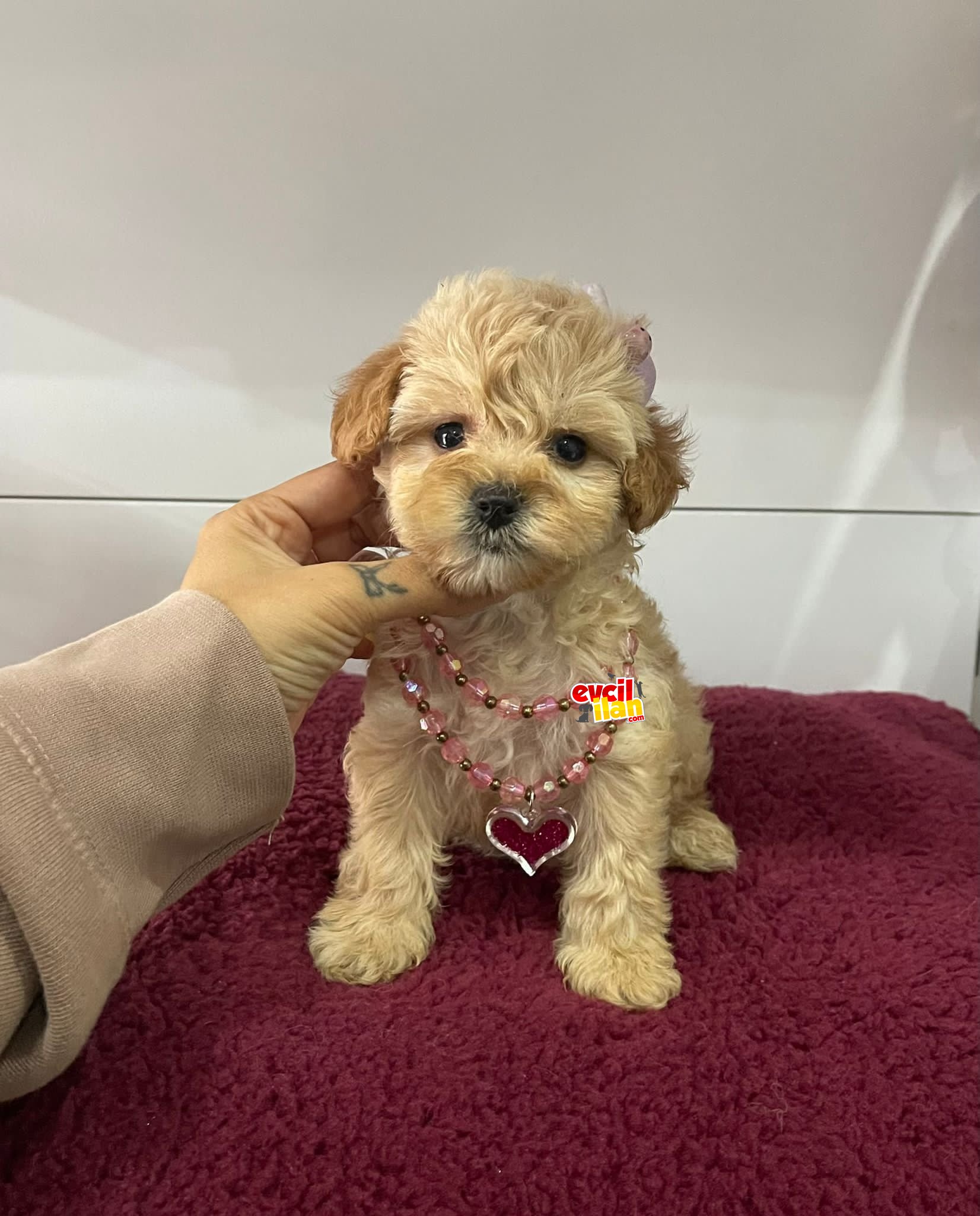 Bebek Yuzlu Maltipoo Yavrularimiz