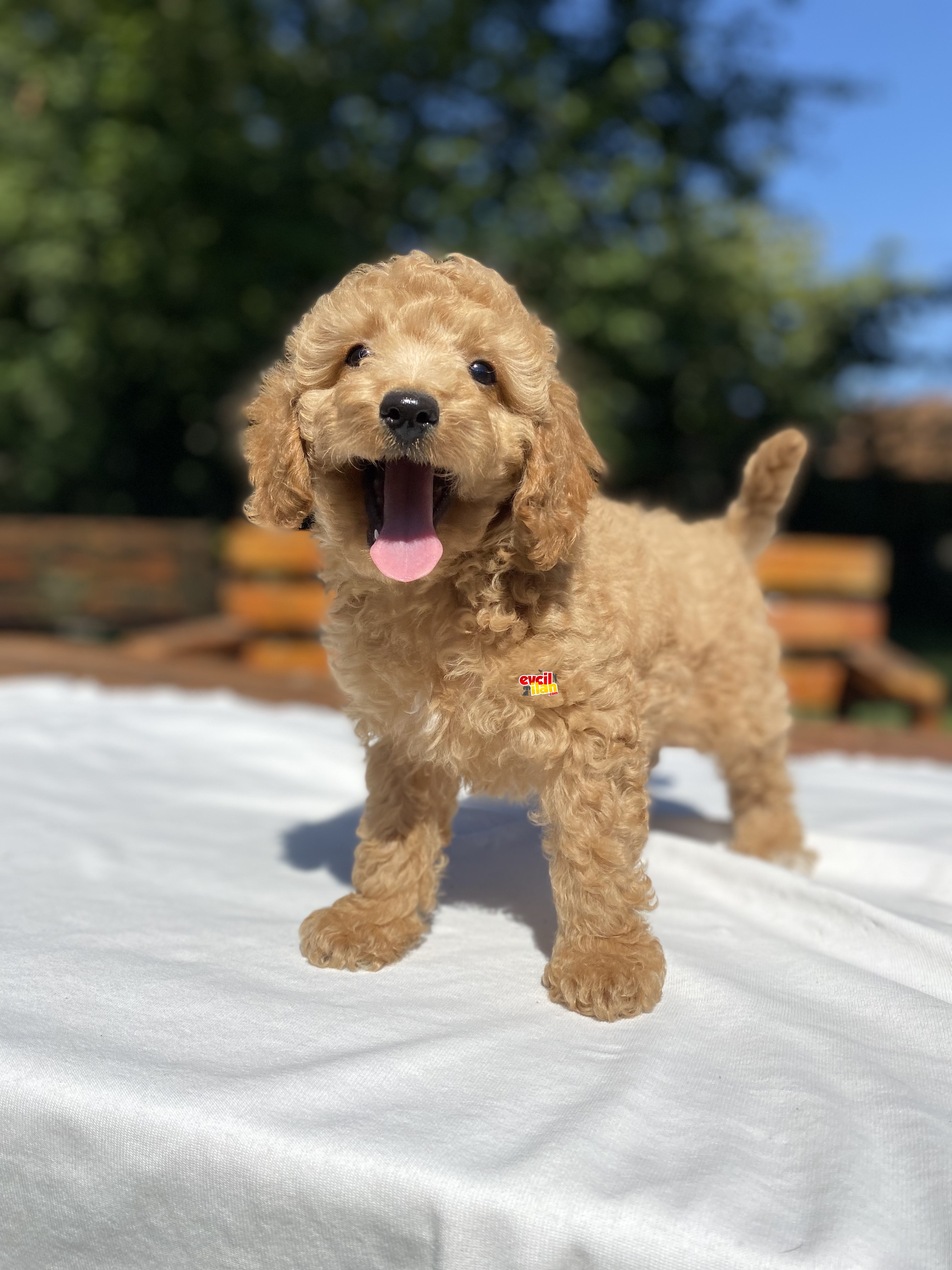 BEBEK YÜZLÜ POODLE YAVRULARIMIZ