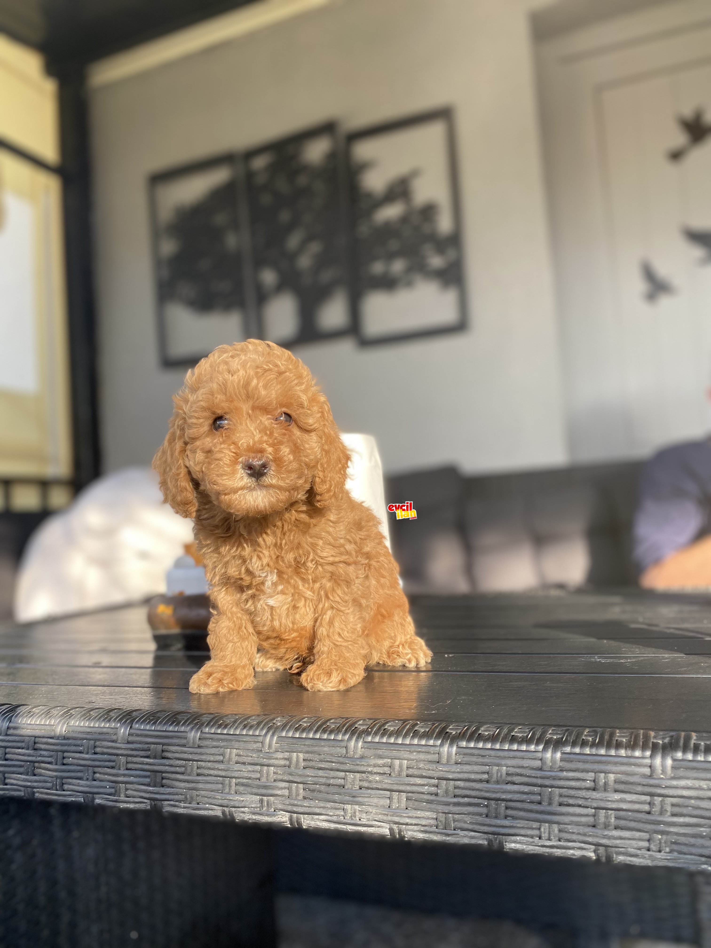 BEBEK YÜZLÜ TOY POODLE ORJİNAL YAVRUKAR