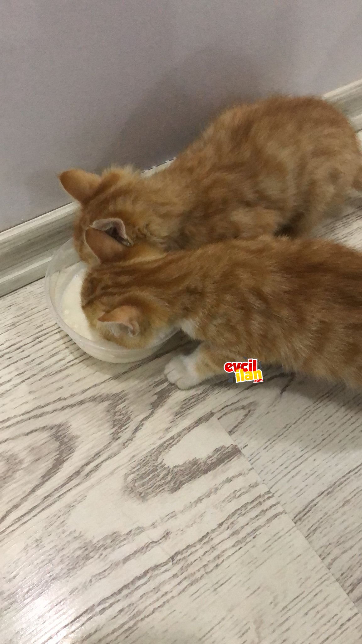 BEBEKLERE ACİL YUVA