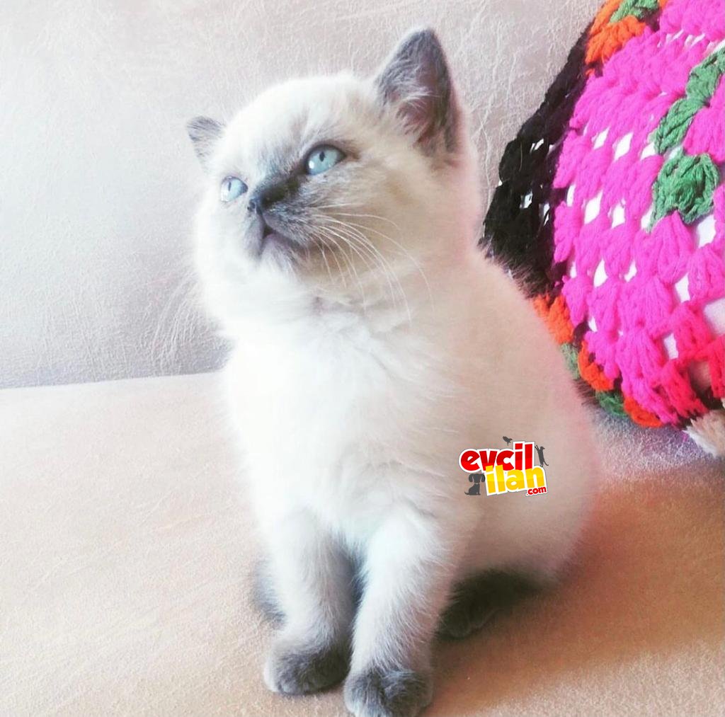 Bebeklerimiz Sağlık garantili ve scr li dir.