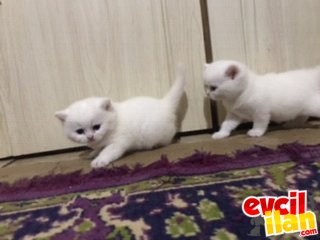 Bebeklerimiz Yenı ailelerini arıyor 