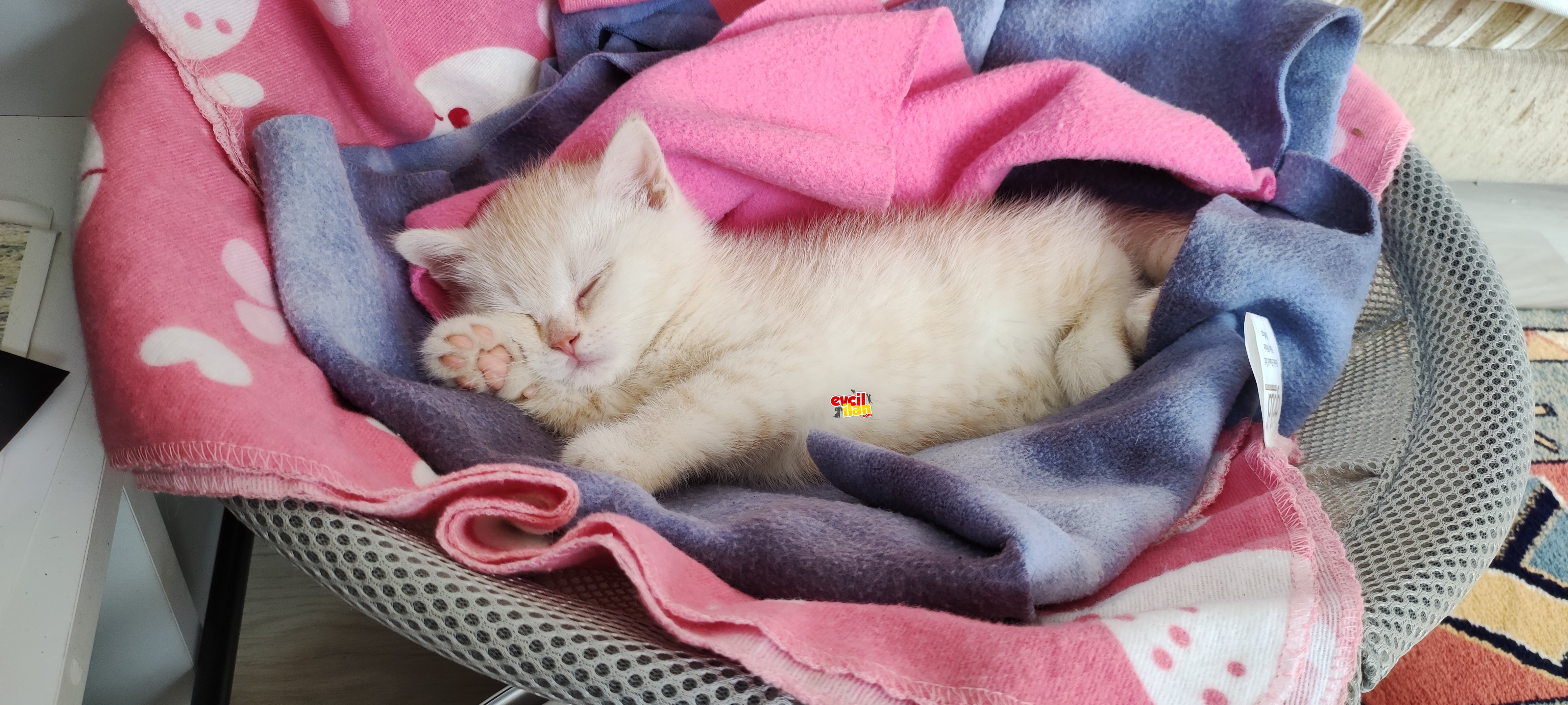 Bebişim yeni ailesini arıyor 