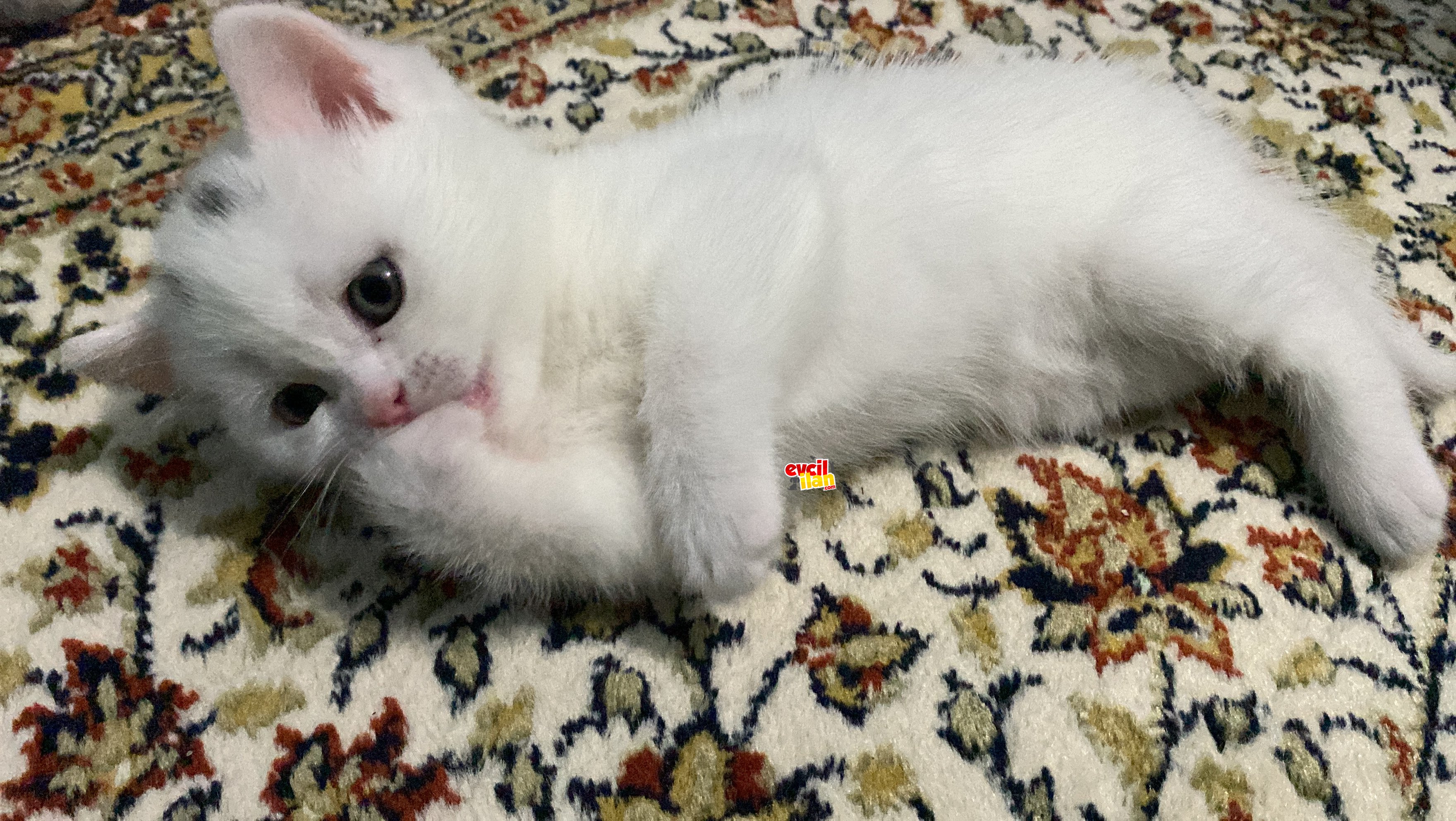 BEBİSLERİM YENİ YUVALARINI ARIYOR 