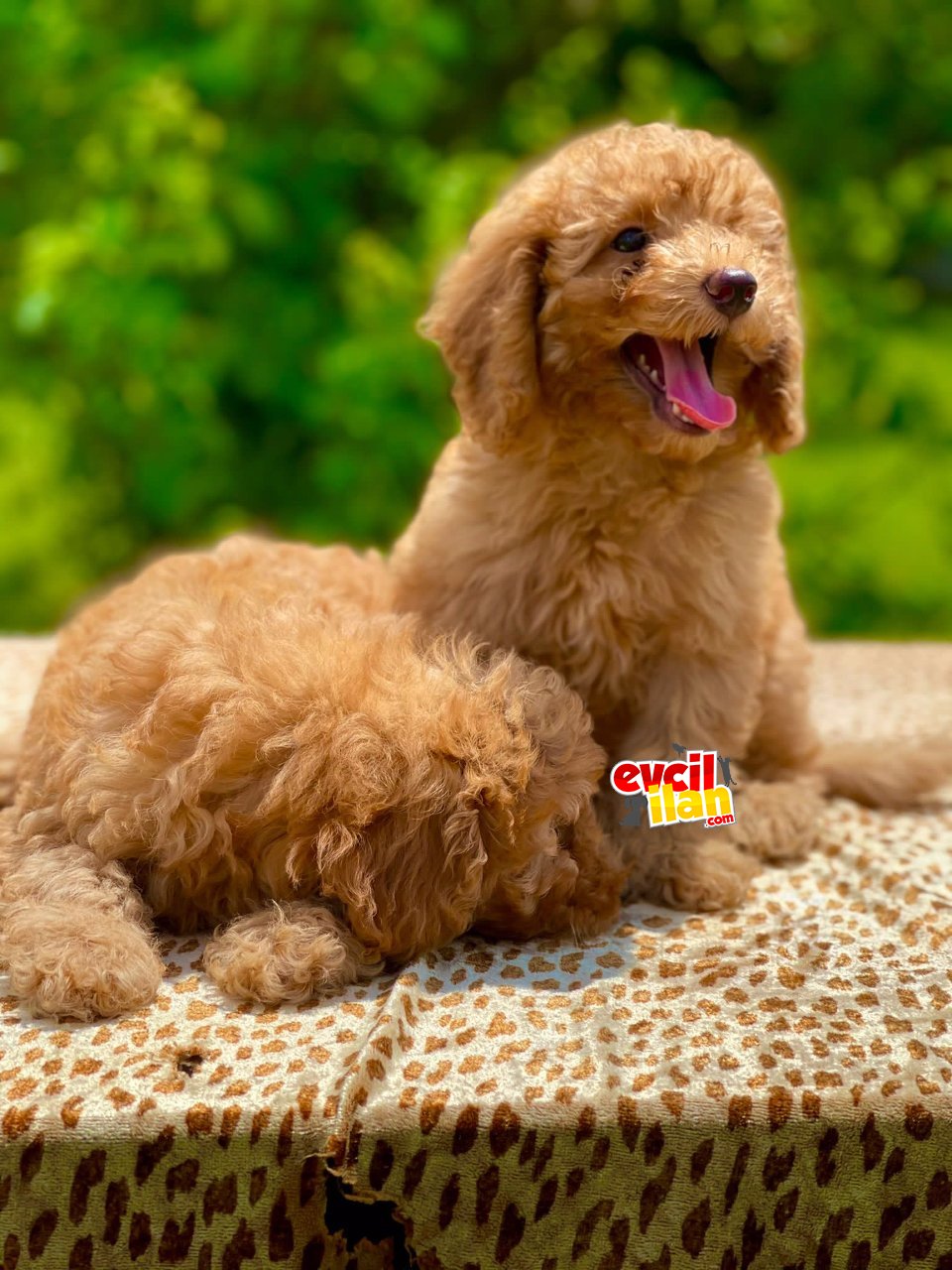 BEBK SURAT TOY POODLE YAVRULAR