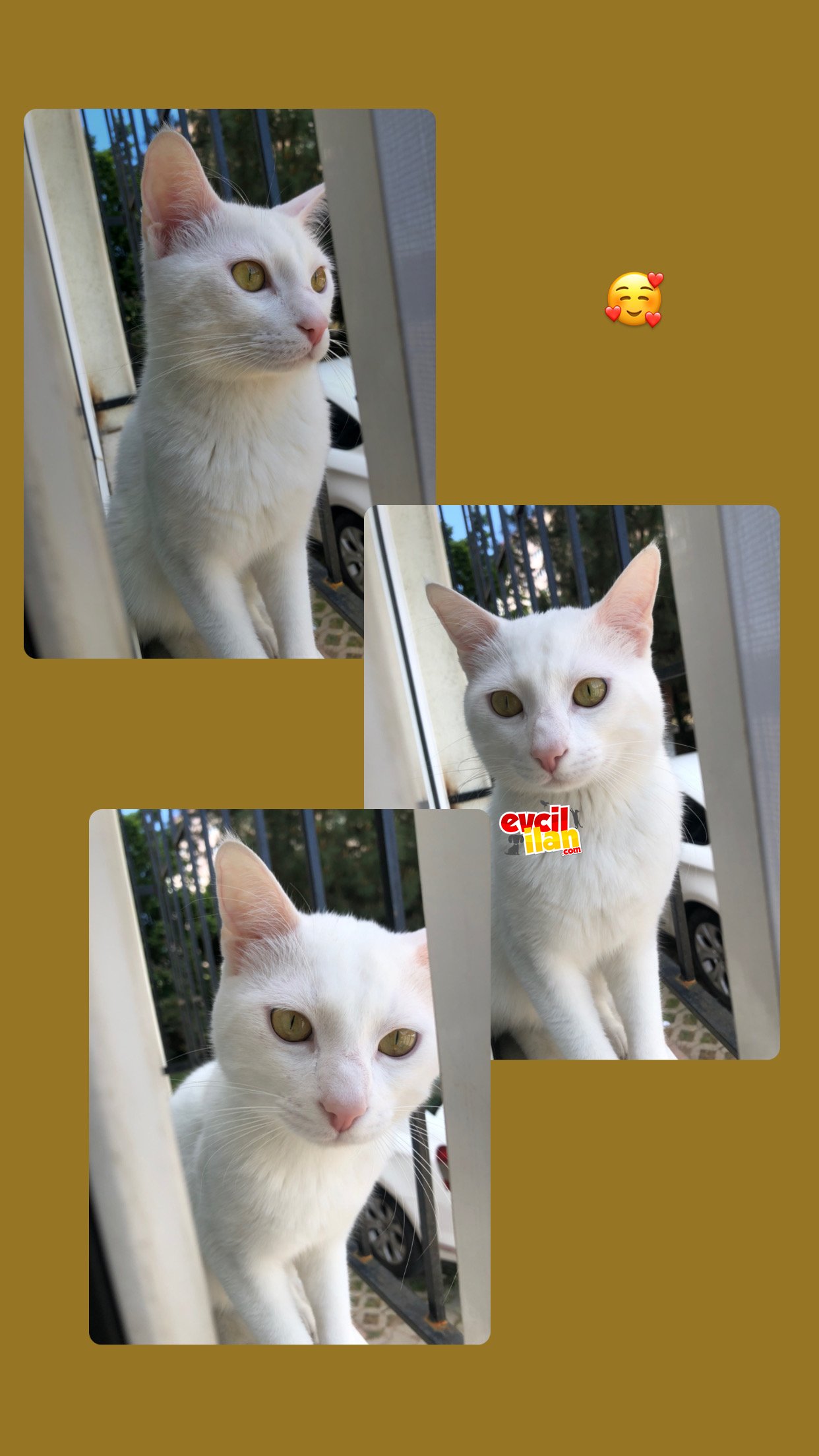 Bembeyaz erkek kedi 1.5 yasında