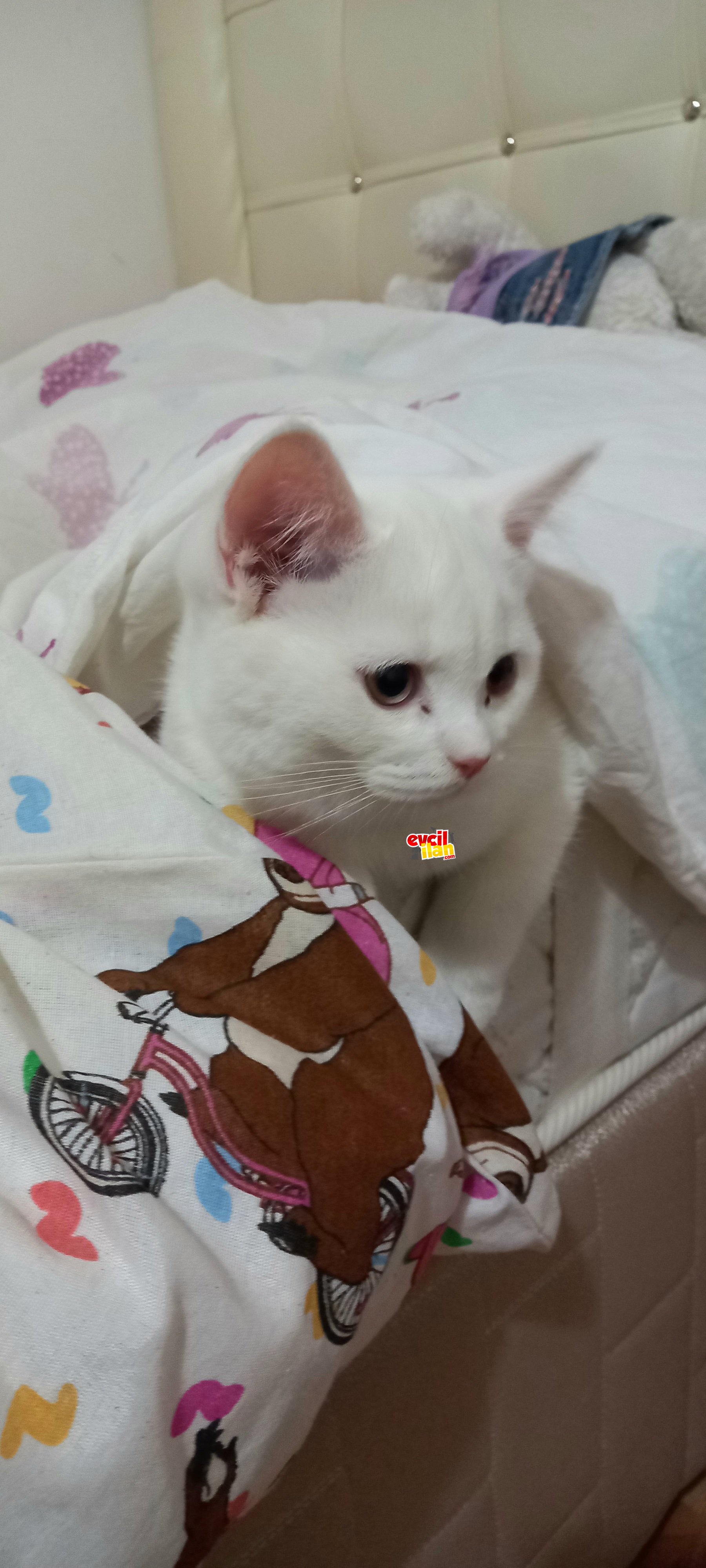 BEMBEYAZ PAMUK GİBİ