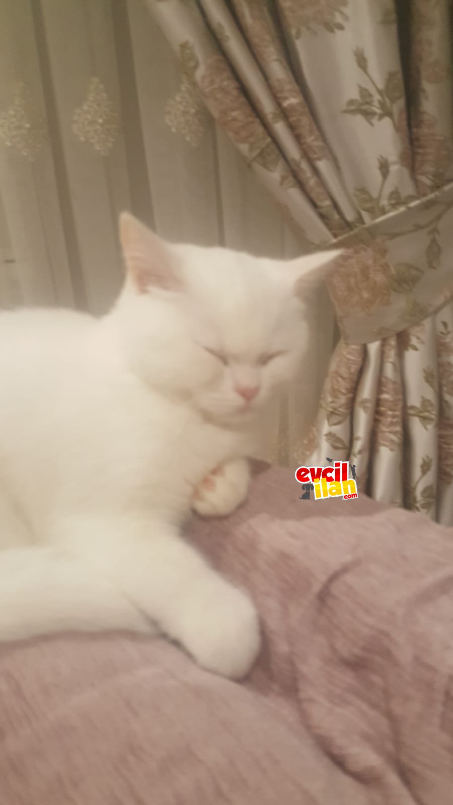 Bembeyaz saf ırk, 4 buçuk aylık, kızımın alerjisi nedeni ile verecegiz