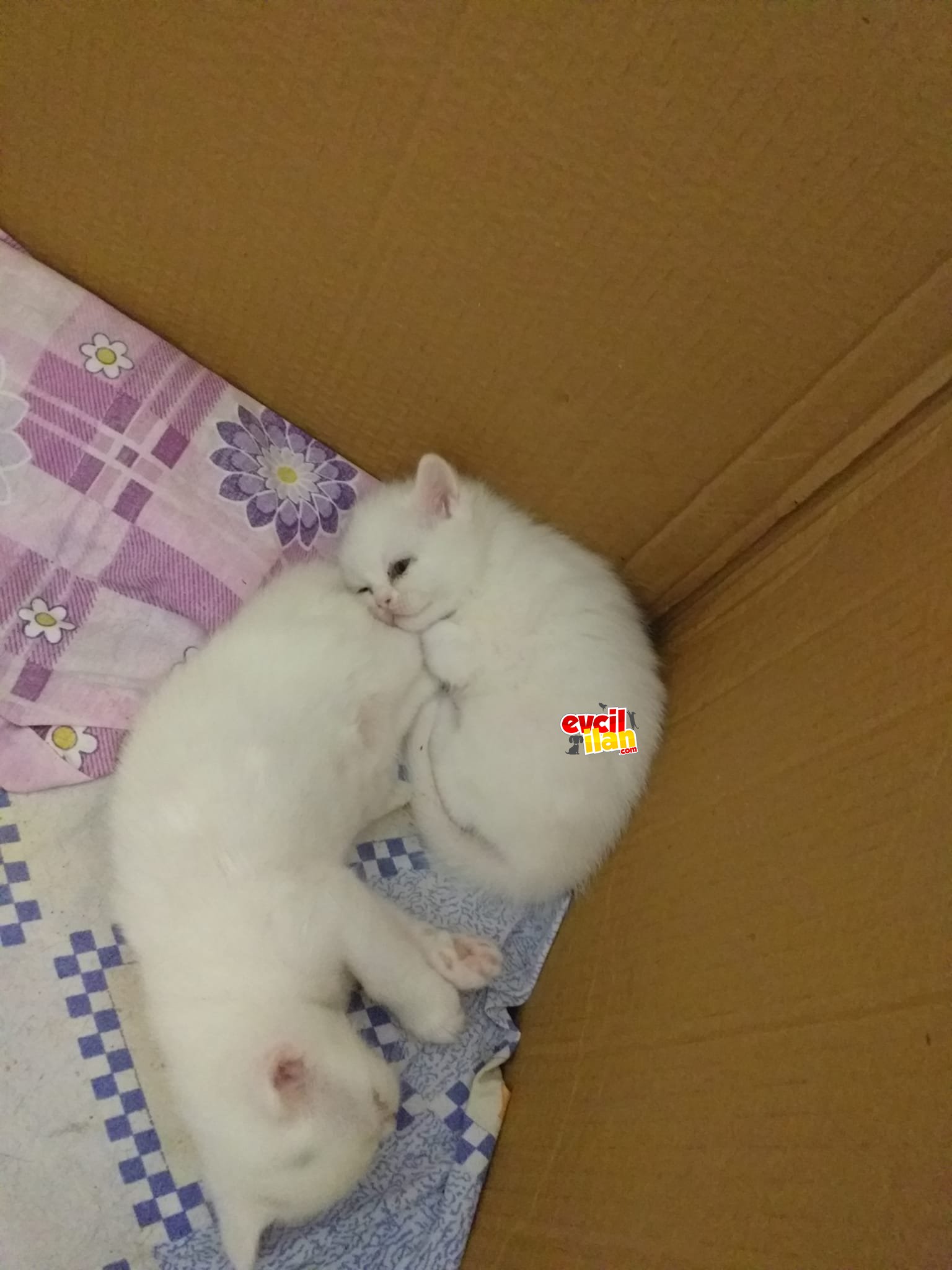 Bembeyaz Safkan British Shorthair Yavrular