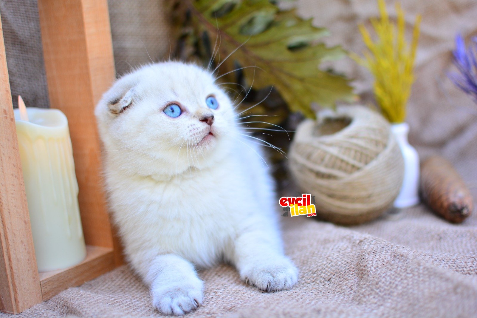 BEMBEYAZ SİLVER NS1133 SCOTTISH FOLD