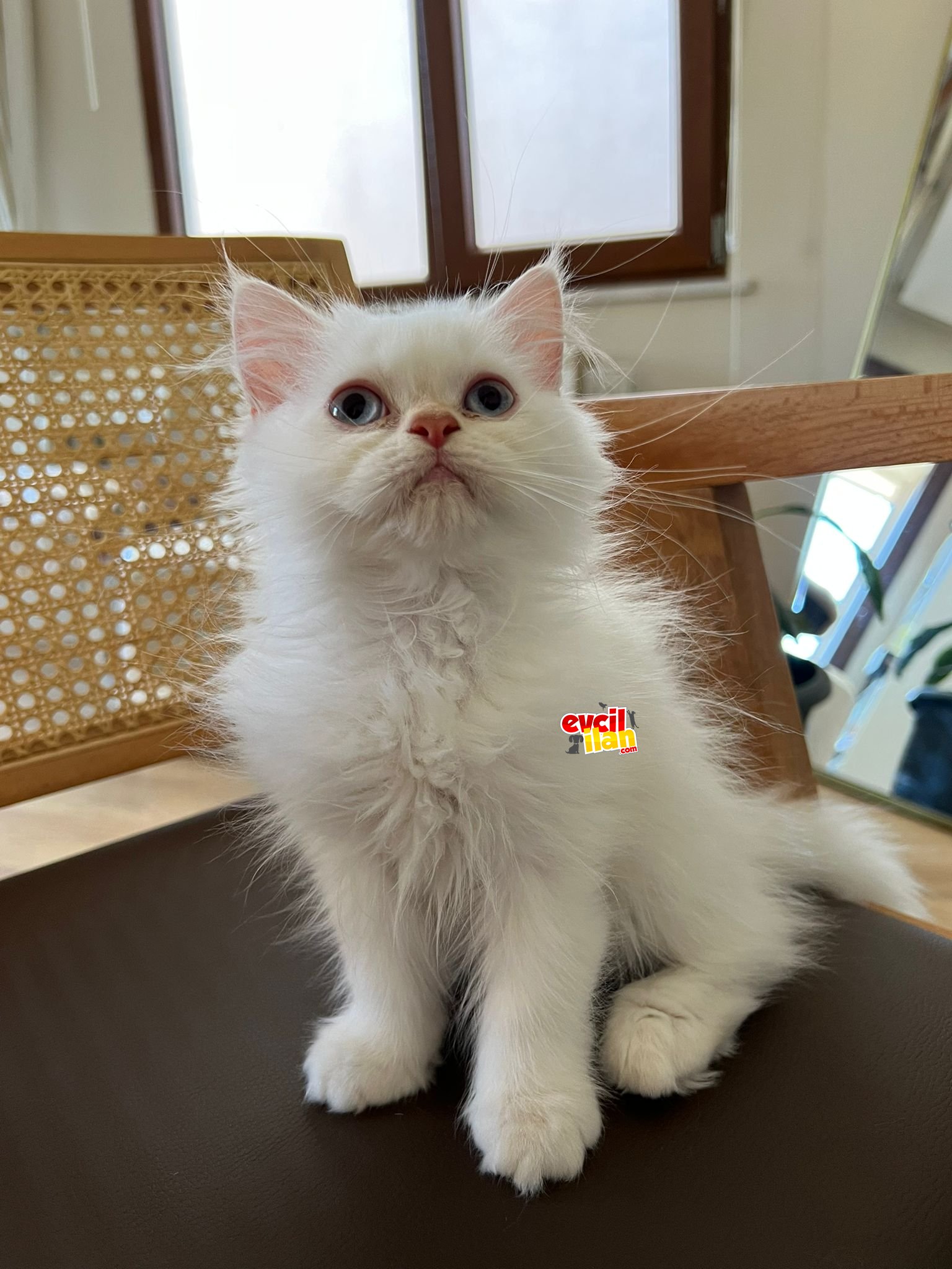 Bembeyaz, Temas Bağımlısı ve Oyuncu Erkek Bebek
