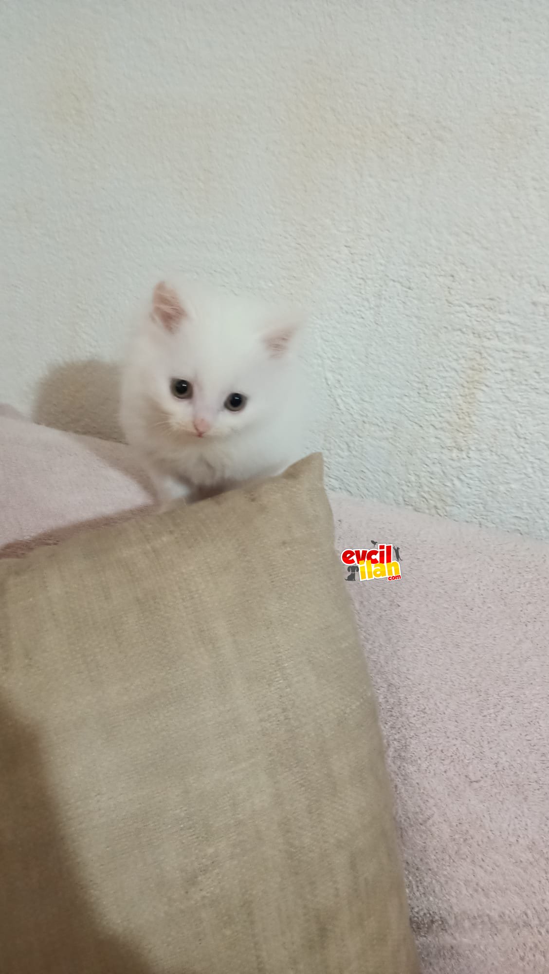 Bembeyaz yavrularimiz