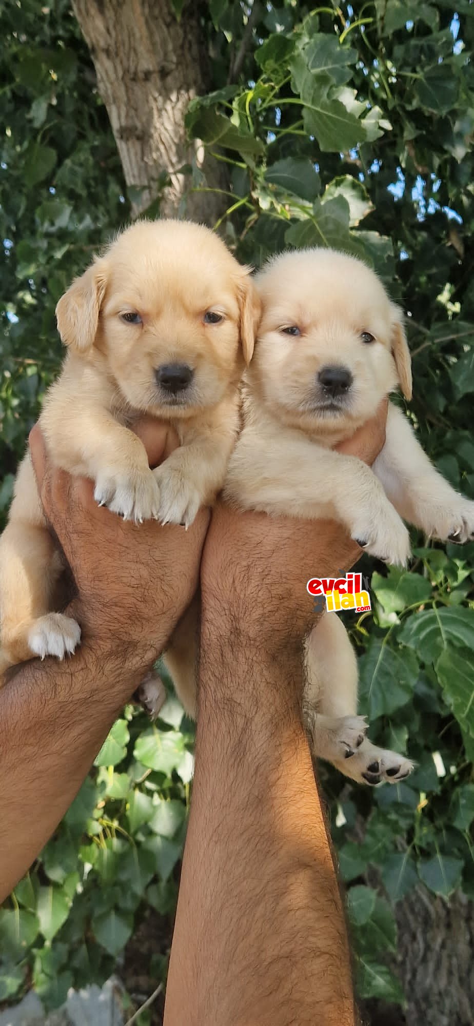 Bebek yüzlü golden yavrular 