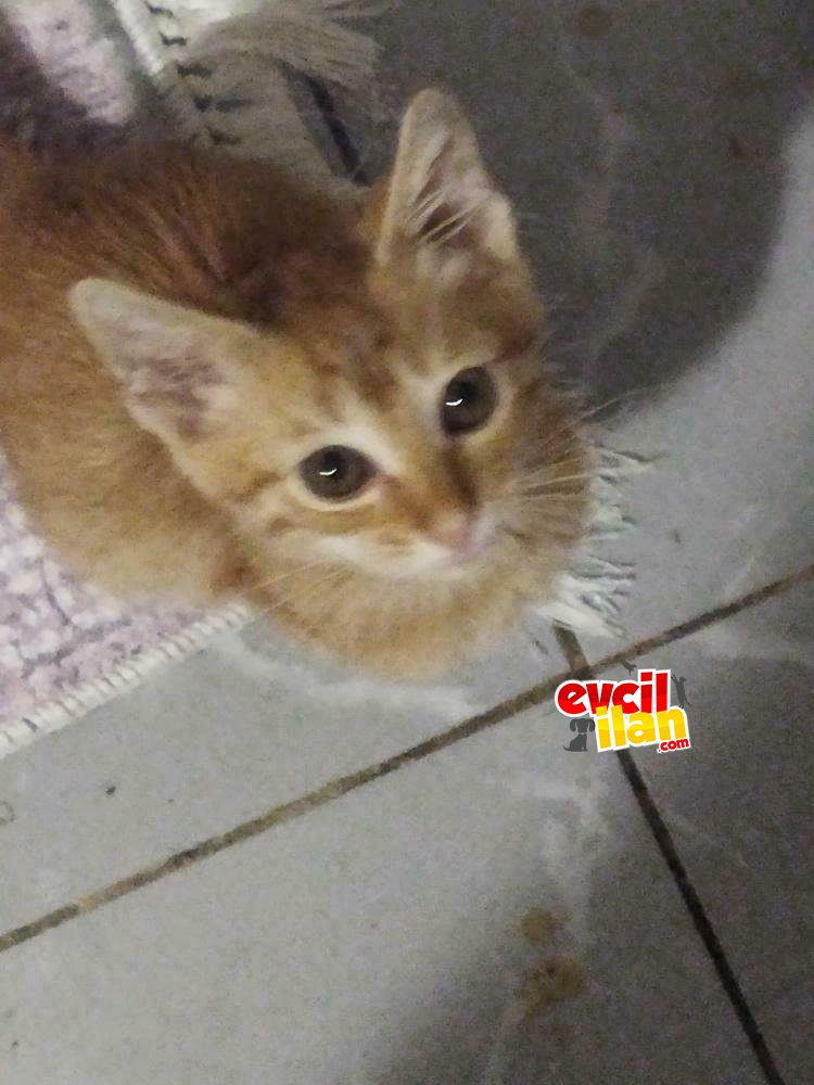 Beni terk etmeyin!