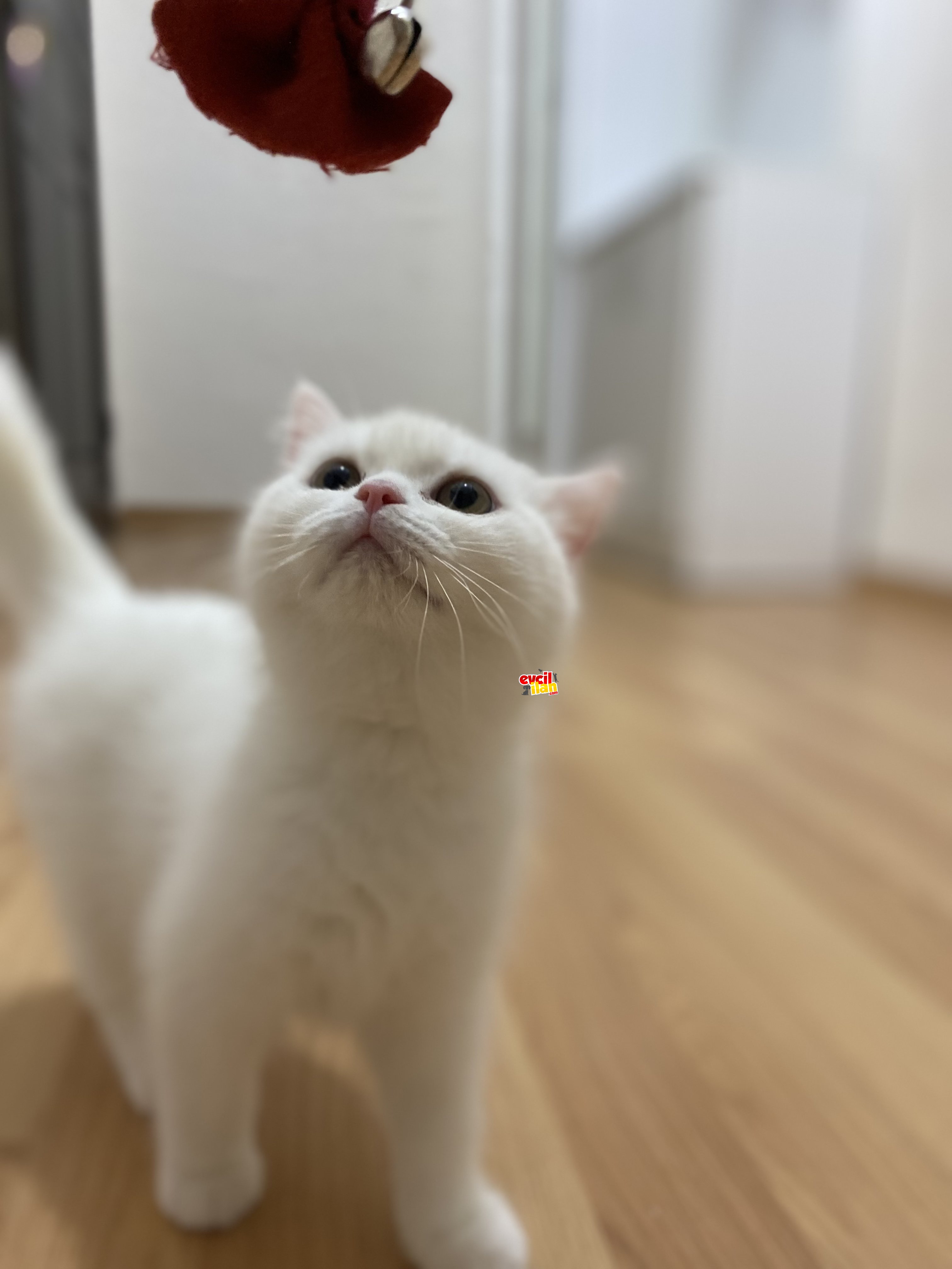 Benimle yaşamak ister misin ????
