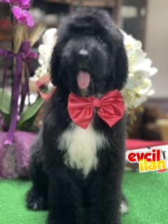 Bernadoodle nadir türkiyede ilk ve tek hypoallergenic ırk