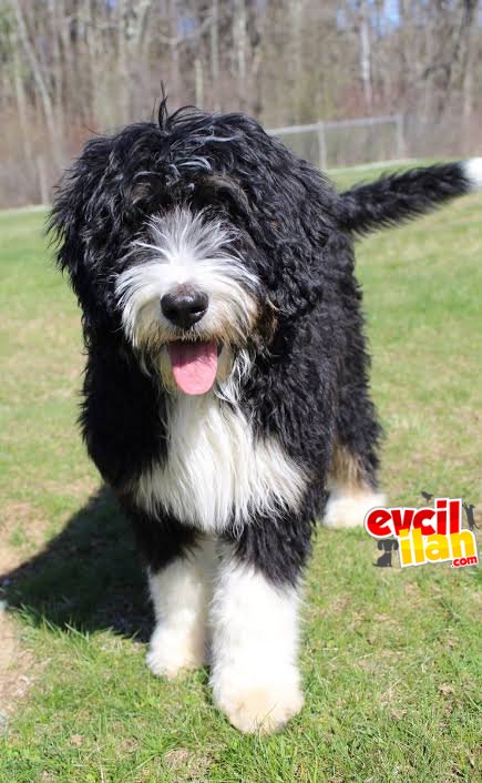 BERNEDOODLE DEV BOY YAVRULAR 