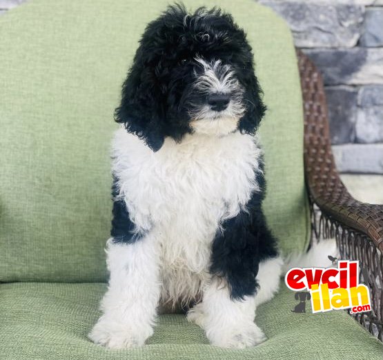 BERNEDOODLE TÜRKİYEDE TEK