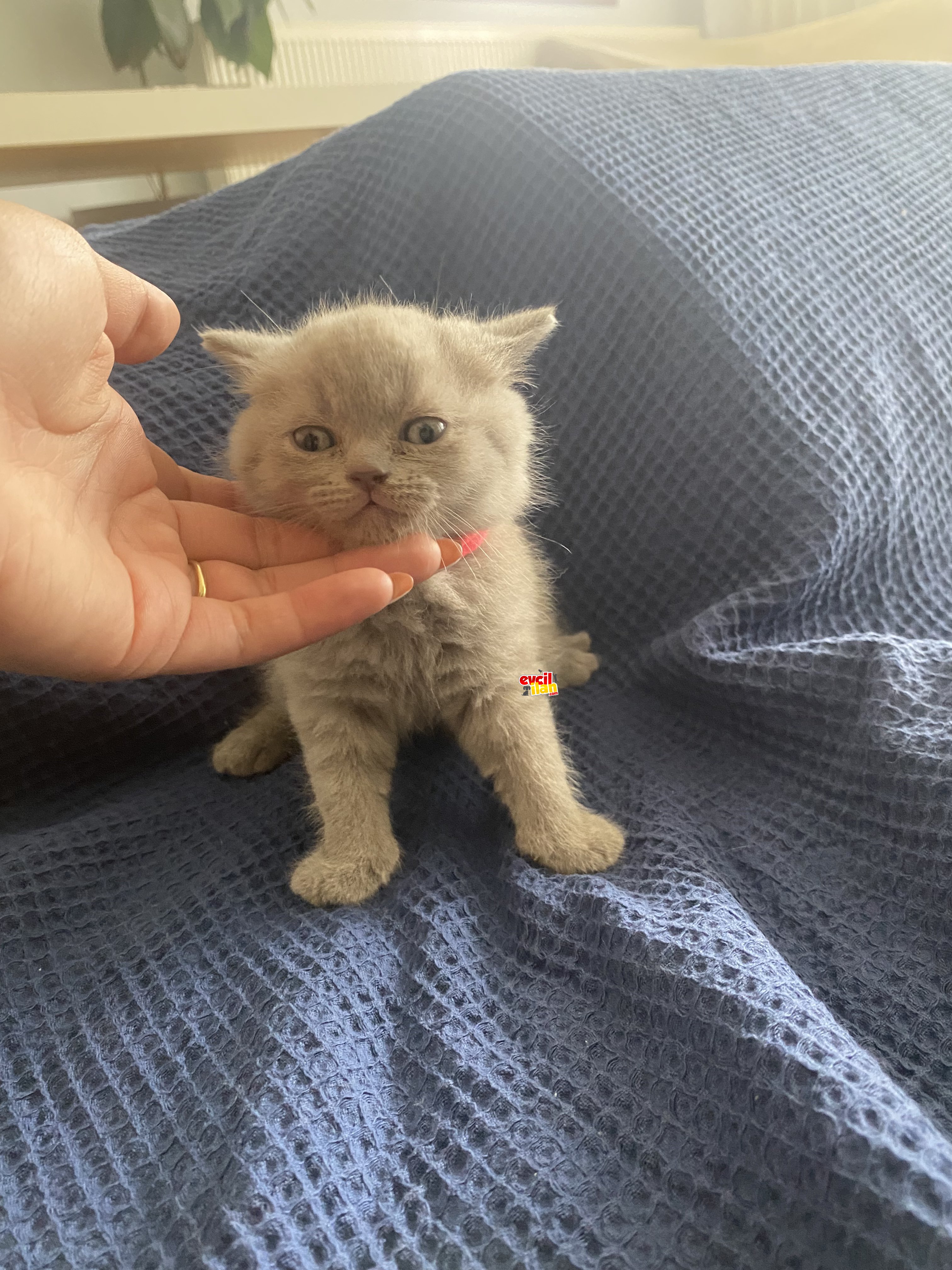 Best British Shorthair Refaranslı Yavrularımız 