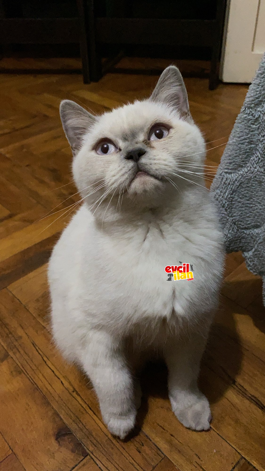 Beyaz Blue Point Saf Kan British 