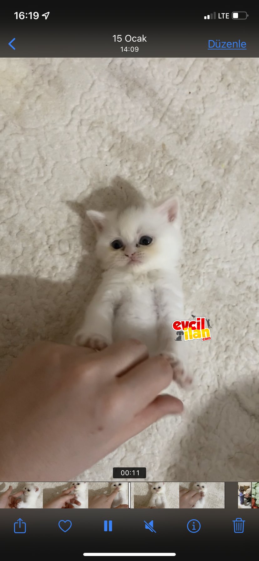 Beyaz british kedilerimiz 