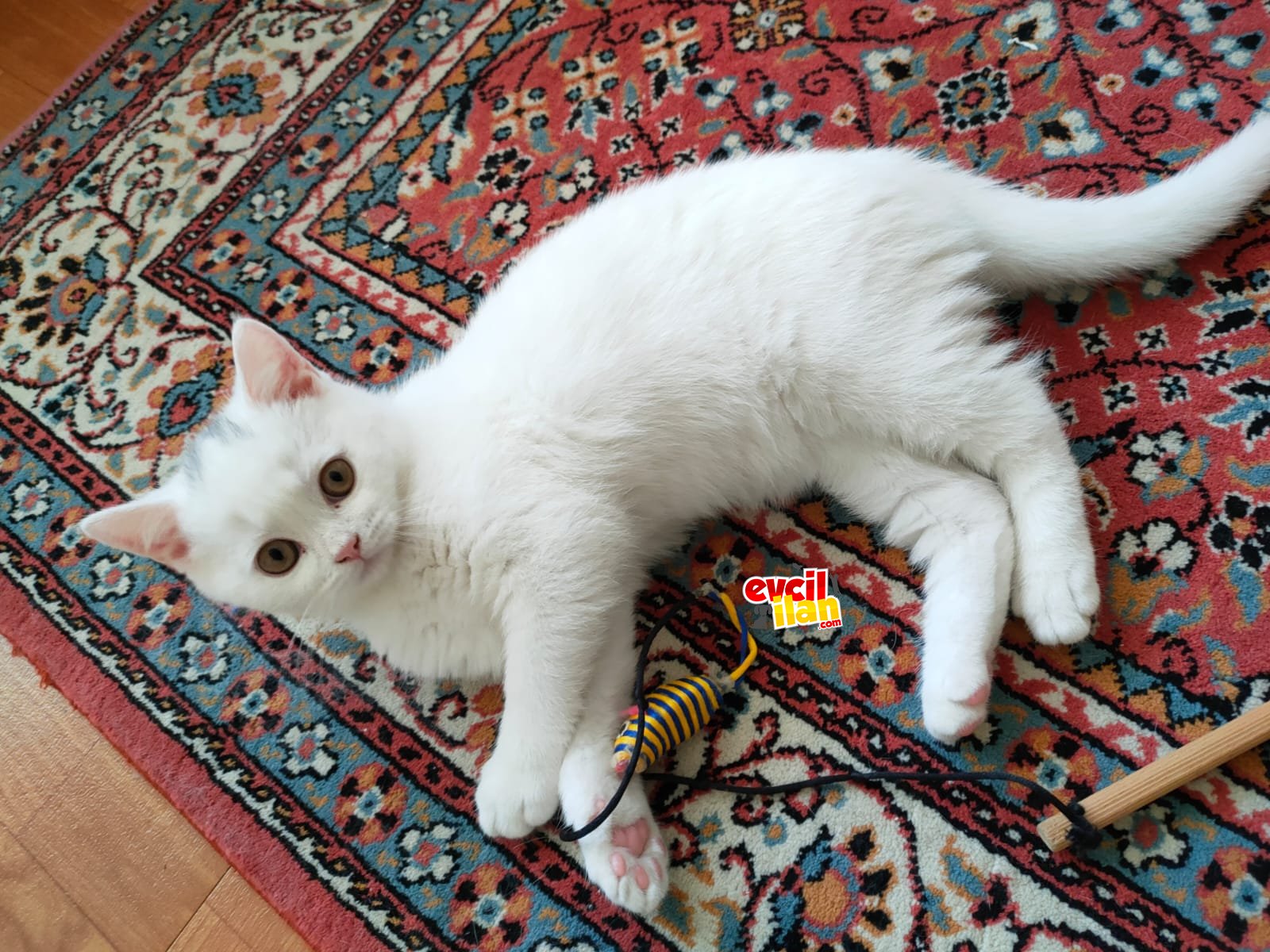 Beyaz British Shorthair Oğlumuz
