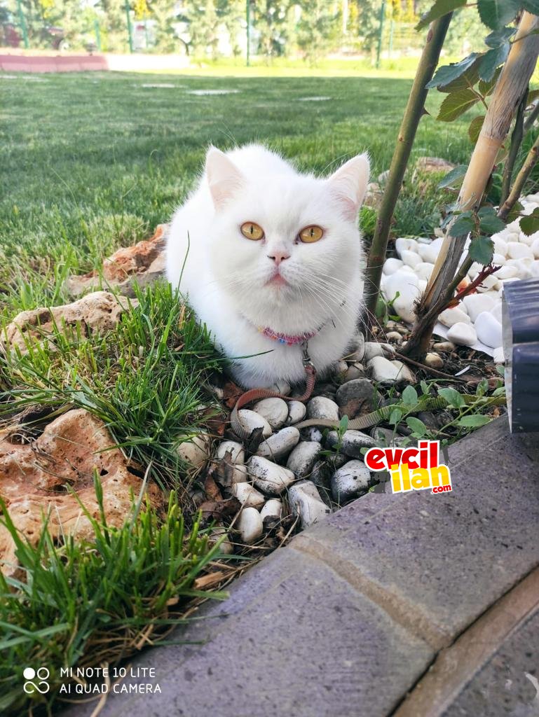 Beyaz güzelliğe yuva arıyoruz.