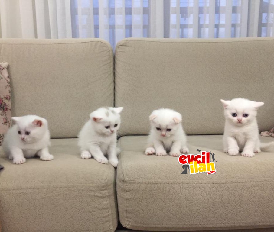 Beyaz inciler (British shorthair ve scottish)